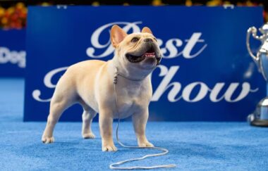Bulldog Francês: o cão mais popular do mundo tem um preço – e todo dono precisa saber