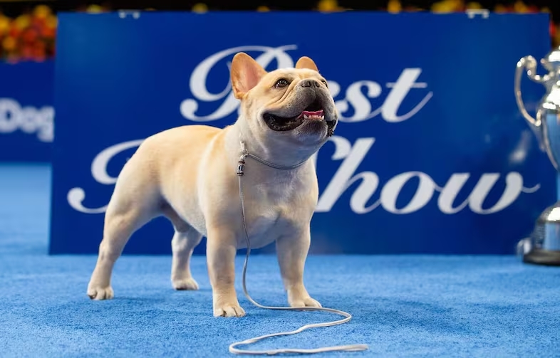 Bulldog Francês: o cão mais popular do mundo tem um preço – e todo dono precisa saber