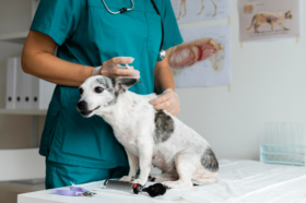 Calendário de vacinação para cães no Brasil: o guia completo baseado em evidência