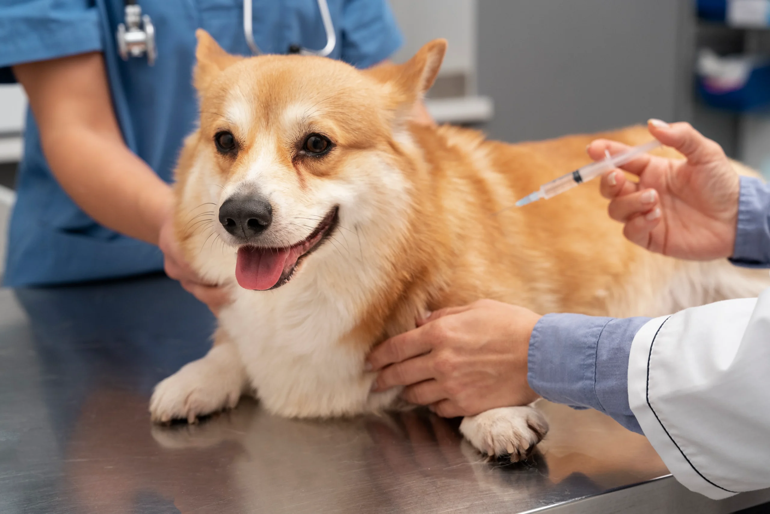Corgi sendo vacinado em clínica veterinária — calendário de vacinação para cães adultos