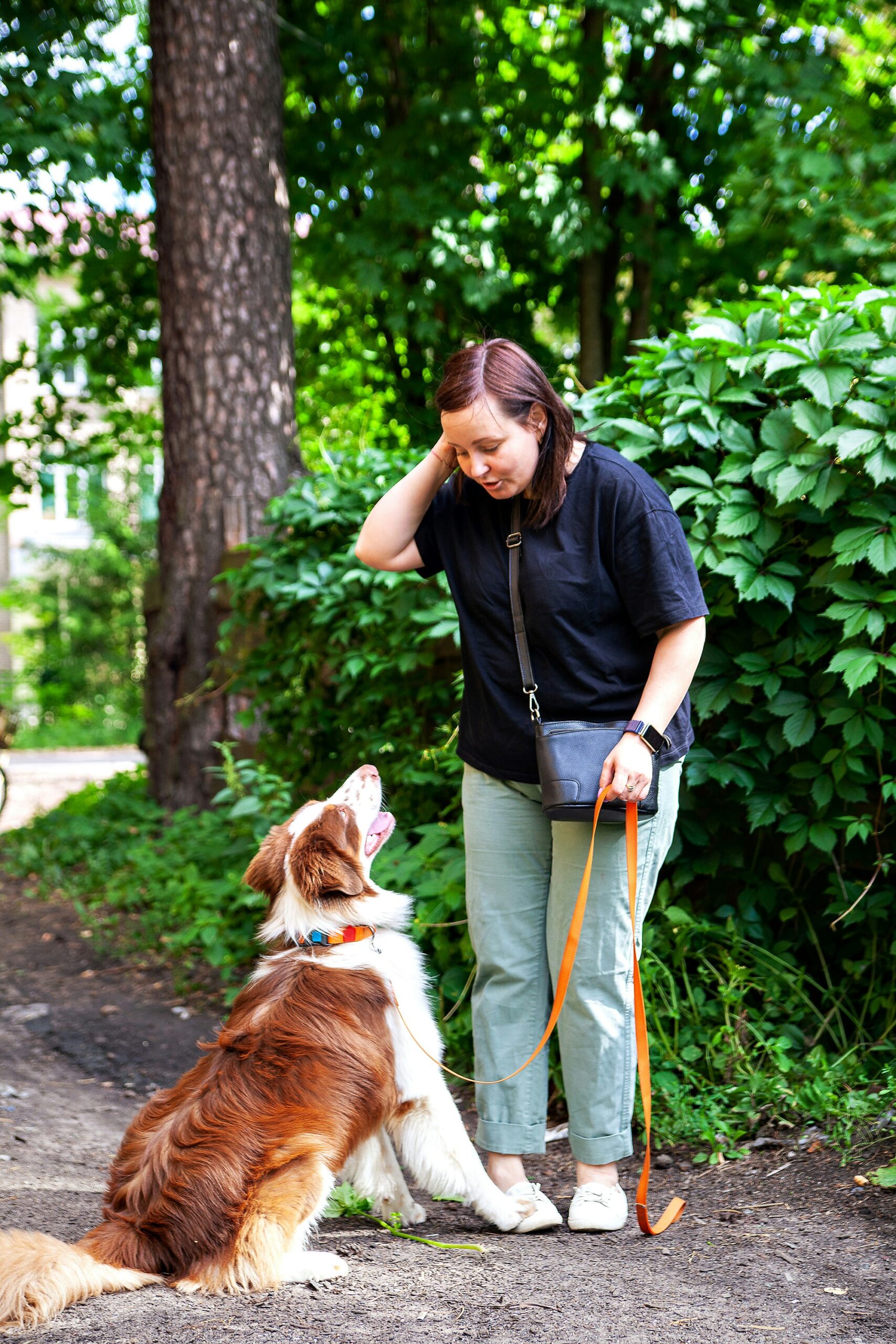 Treinamento de cão reativo com reforço positivo — dono recompensando cão calmo com petisco durante exposição controlada