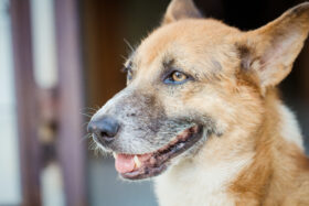 A corrida científica pela longevidade canina: o que já funciona, o que está em teste e o que vem aí