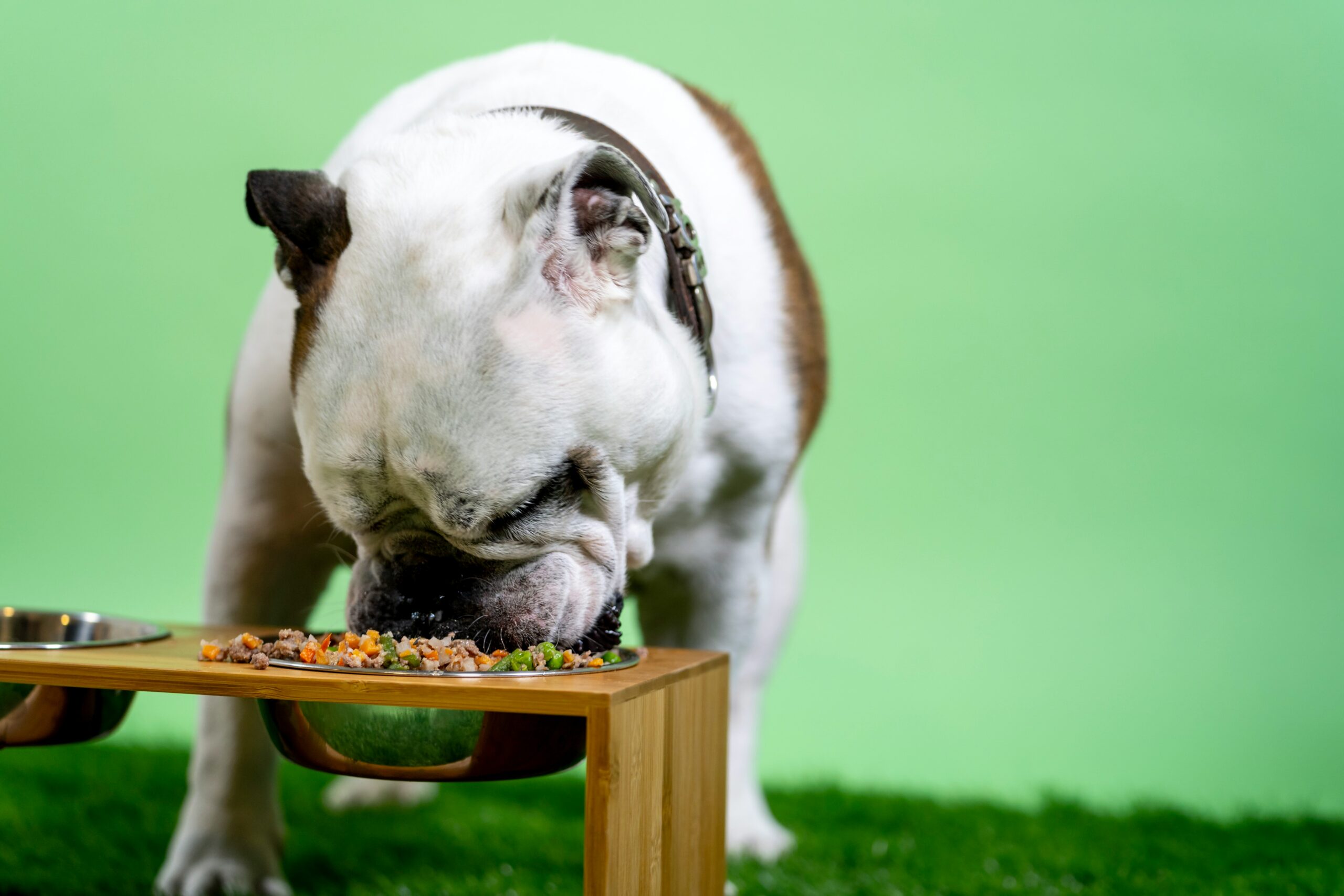 Alimento fresco vs. ração ultraprocessada: o que a ciência diz e o que isso muda na prática