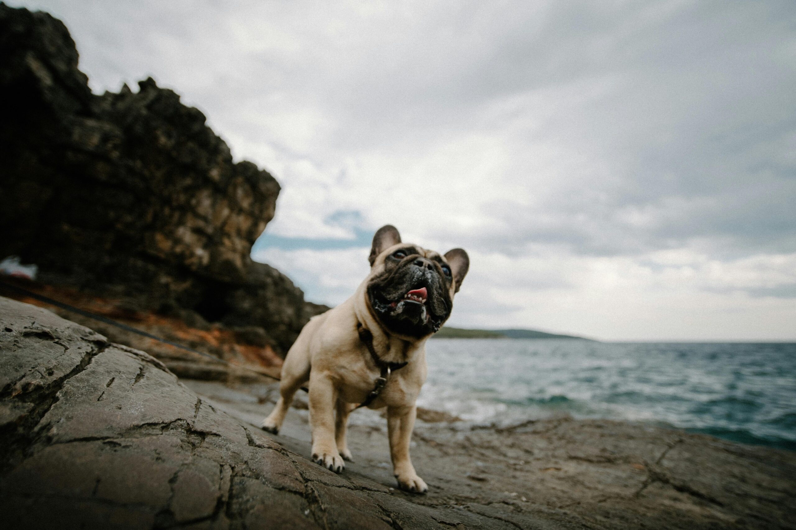 Bulldog Francês fawn creme em ambiente externo com mar ao fundo, raça que exige atenção especial em climas quentes