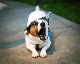 Cão reativo, cão ansioso ou cão agressivo: a ciência explica a diferença — e por que isso muda tudo