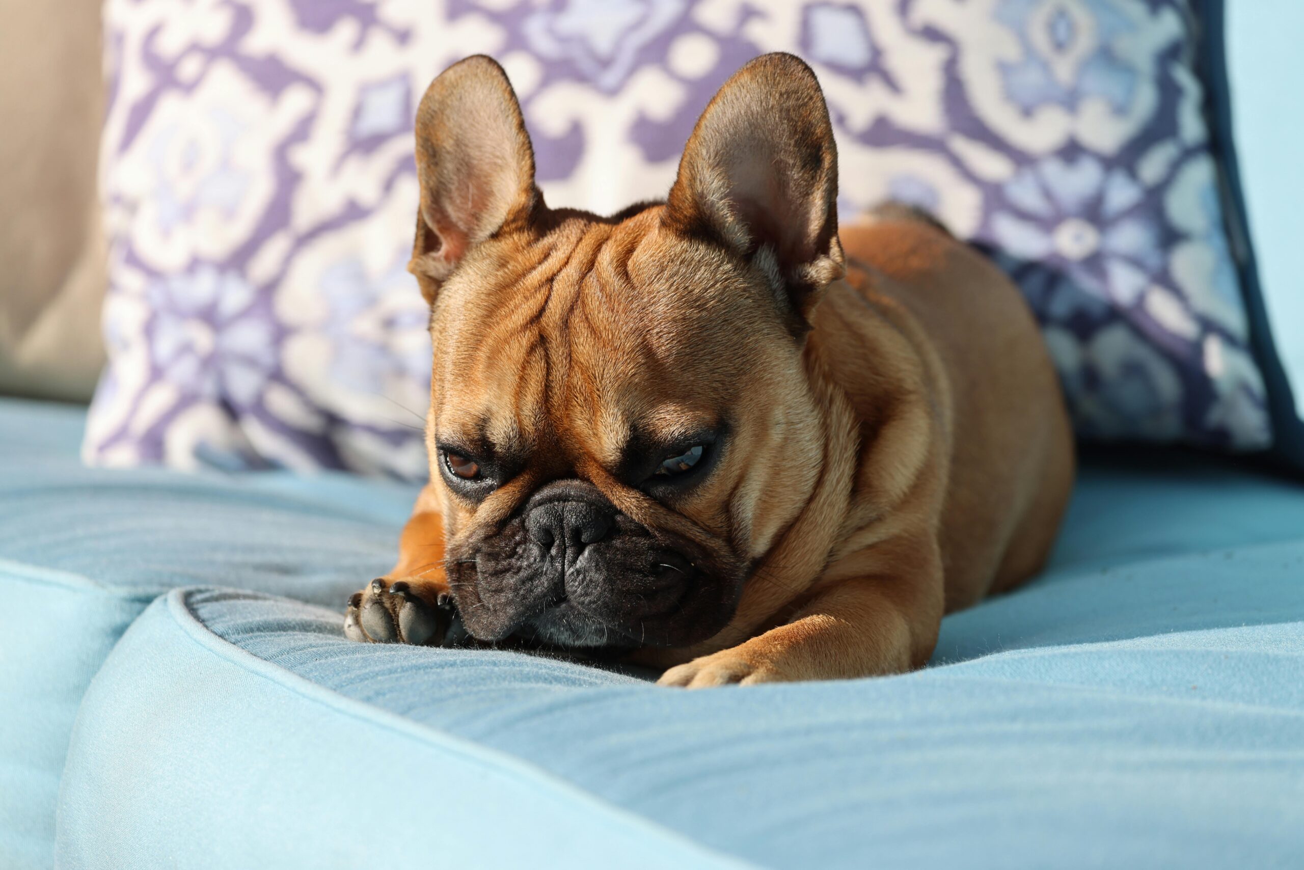 Cachorro brasileiro braquicefálico Bouledogue Francês deitado no sofá com expressão de tensão