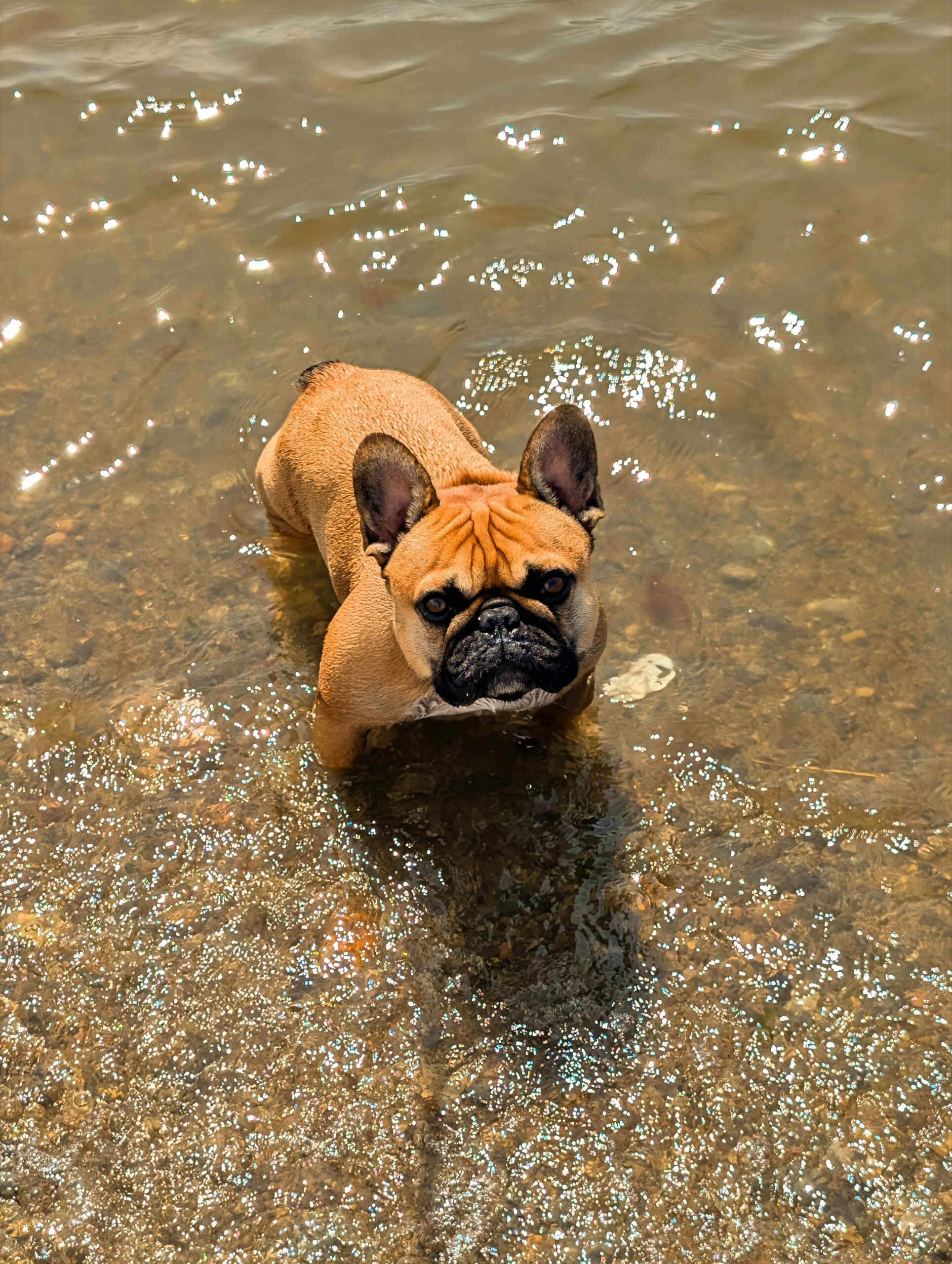 Bulldog Francês fawn com máscara preta dentro de água rasa, ilustrando o risco da raça em ambientes aquáticos