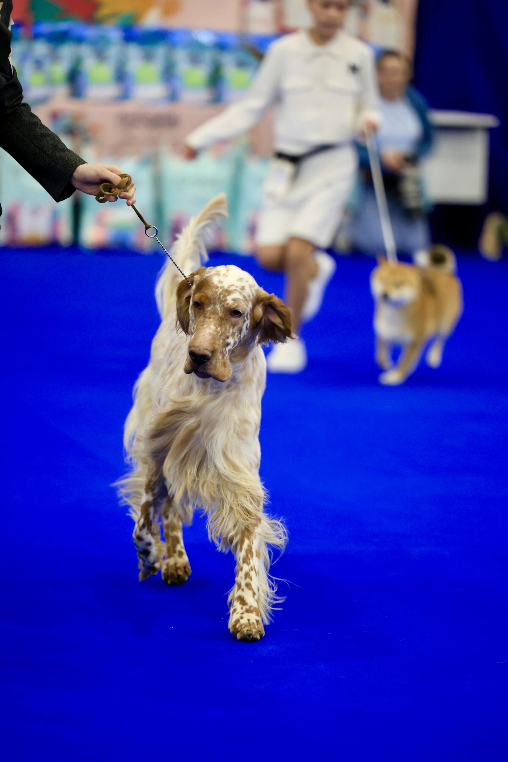 English Setter em movimento no ring de exposição canina com outros competidores ao fundo