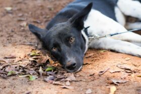 O cachorro brasileiro: o que a ciência encontrou sobre medo, ansiedade e agressividade no Brasil