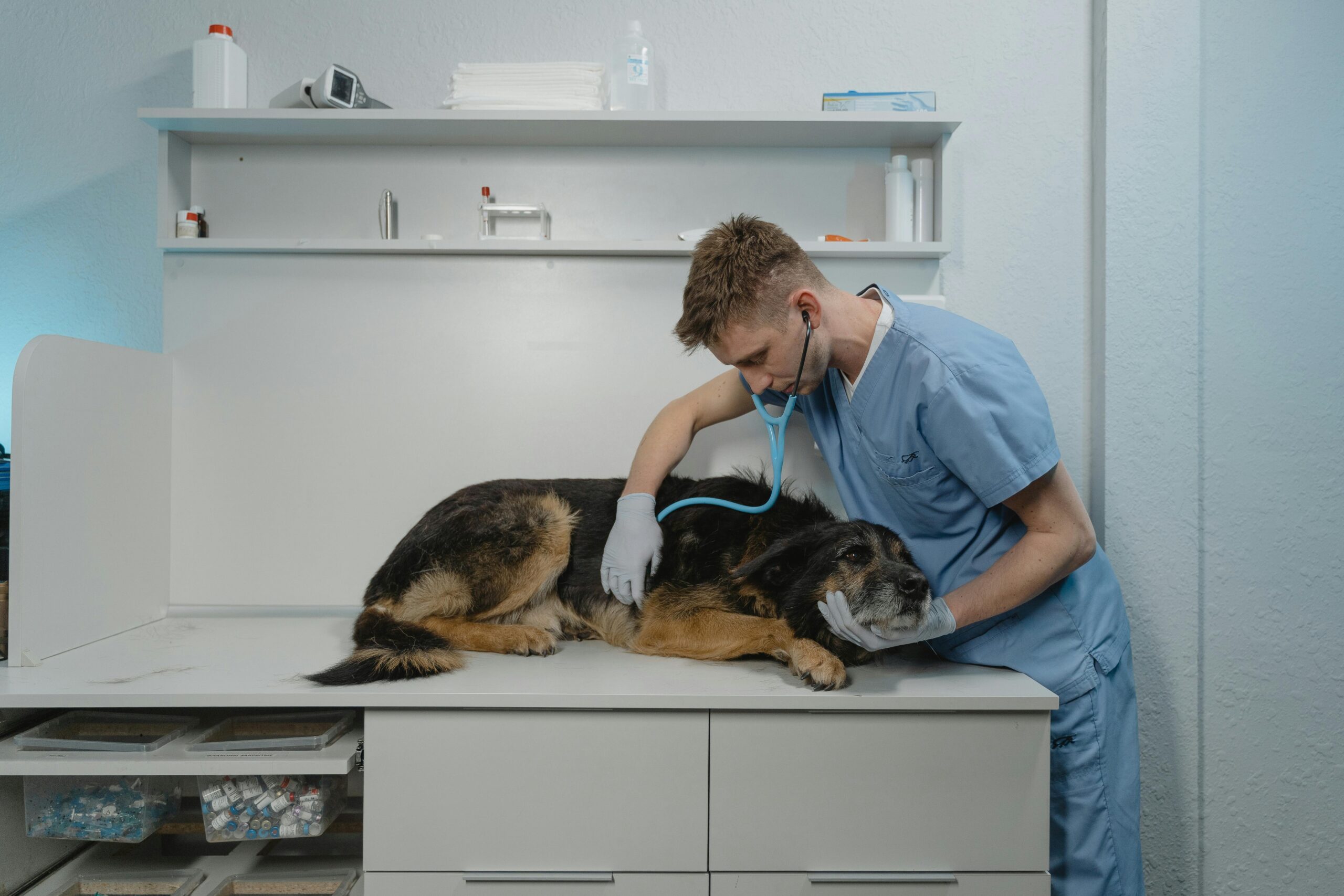 Veterinário examinando cachorro sênior em clínica — longevidade canina e pesquisa sobre envelhecimento