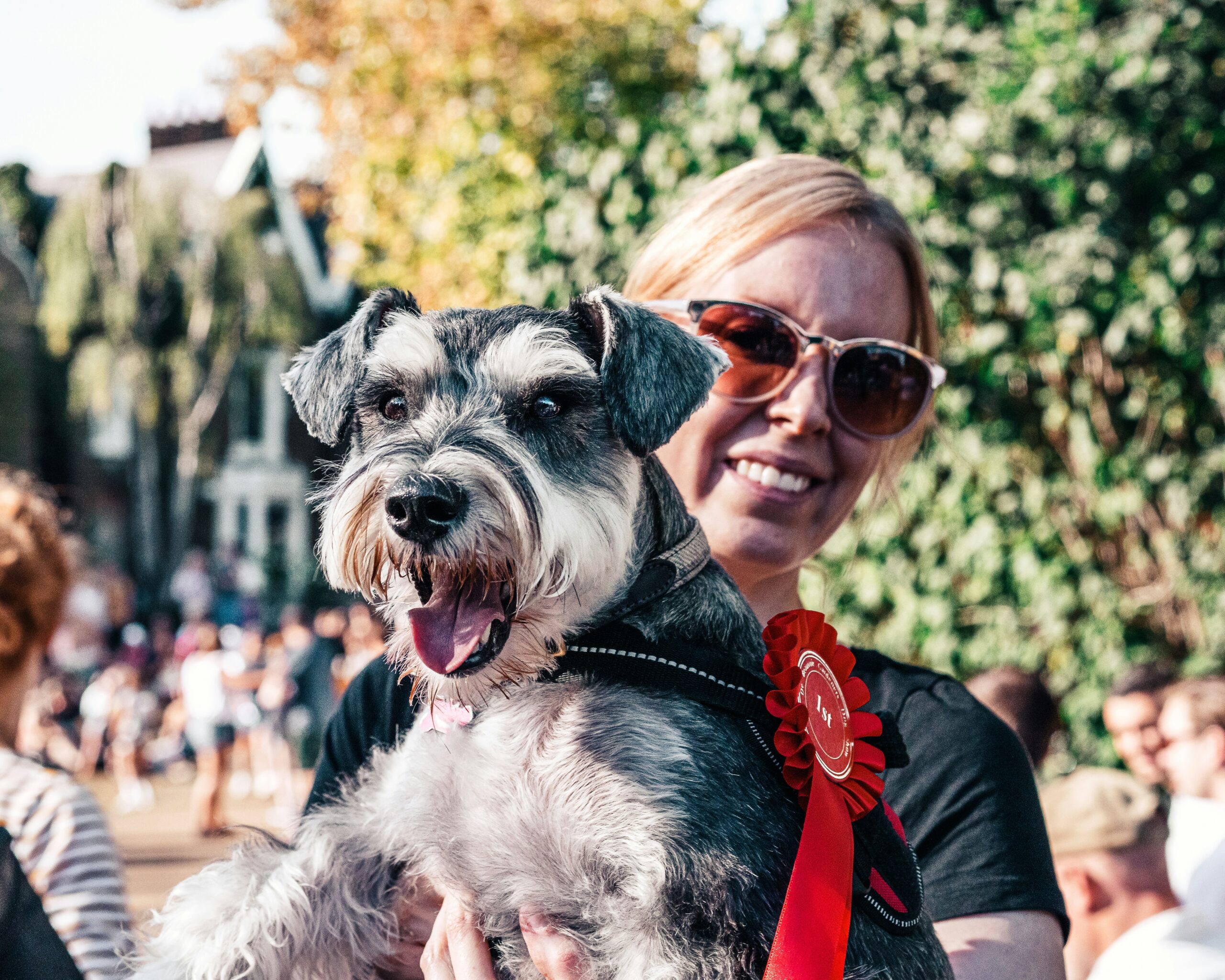 Dono sorrindo com Schnauzer Miniatura exibindo roseta de primeiro lugar em exposição canina