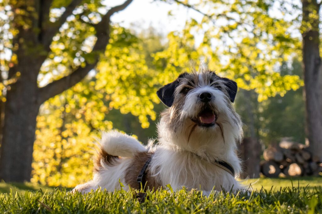 Cão mestiço saudável deitado ao ar livre — equilíbrio do microbioma e saúde intestinal canina