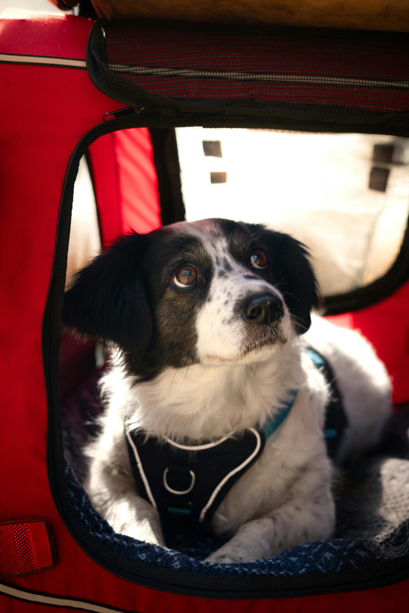 Viagem com cachorro de avião no Brasil: regras das companhias, raças proibidas e o que preparar
