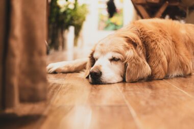 Sono profundo ou alerta constante? O que a ciência diz sobre o descanso do seu cachorro — e como isso previne o envelhecimento precoce