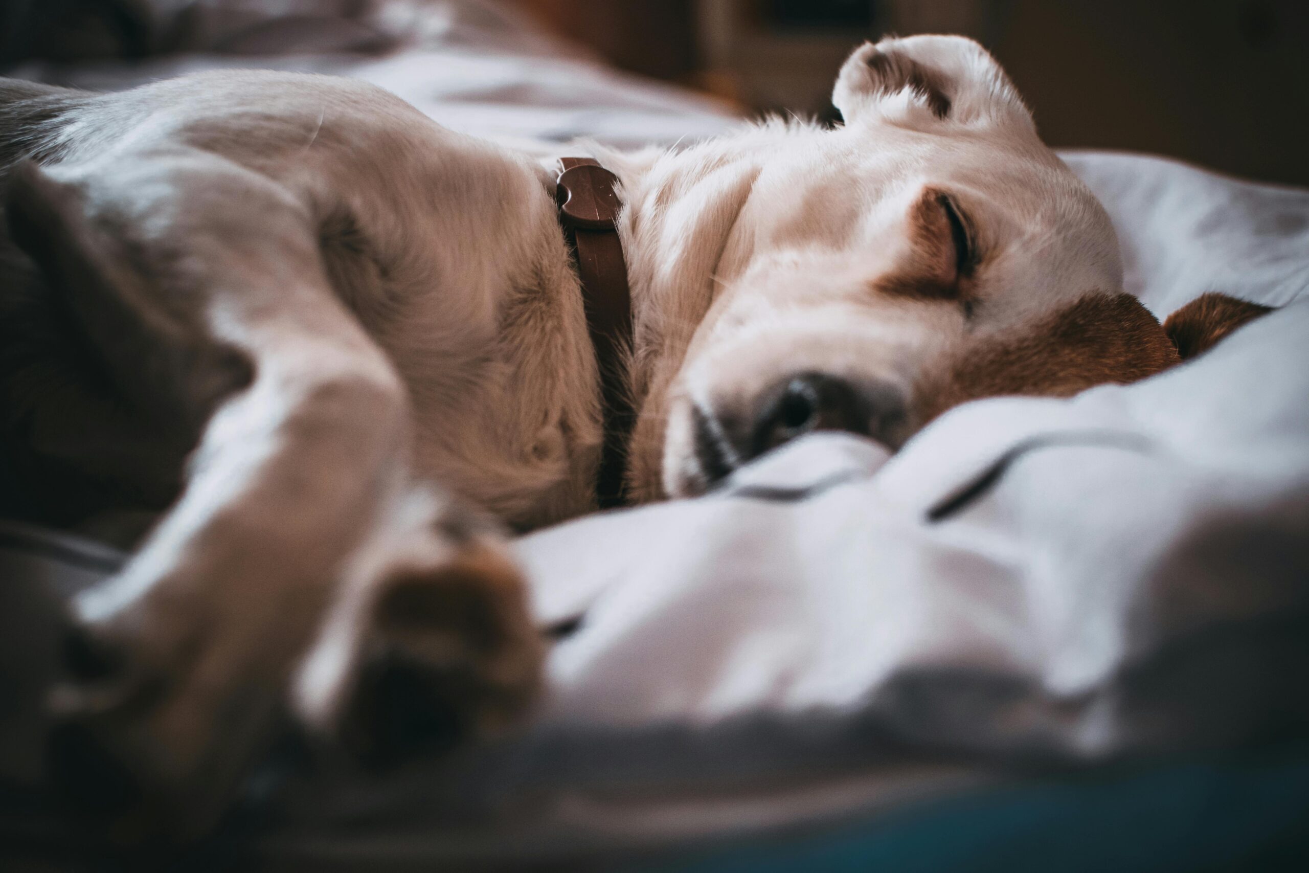 cachorro dormindo de barriga para cima — ambiente seguro e qualidade do sono canino