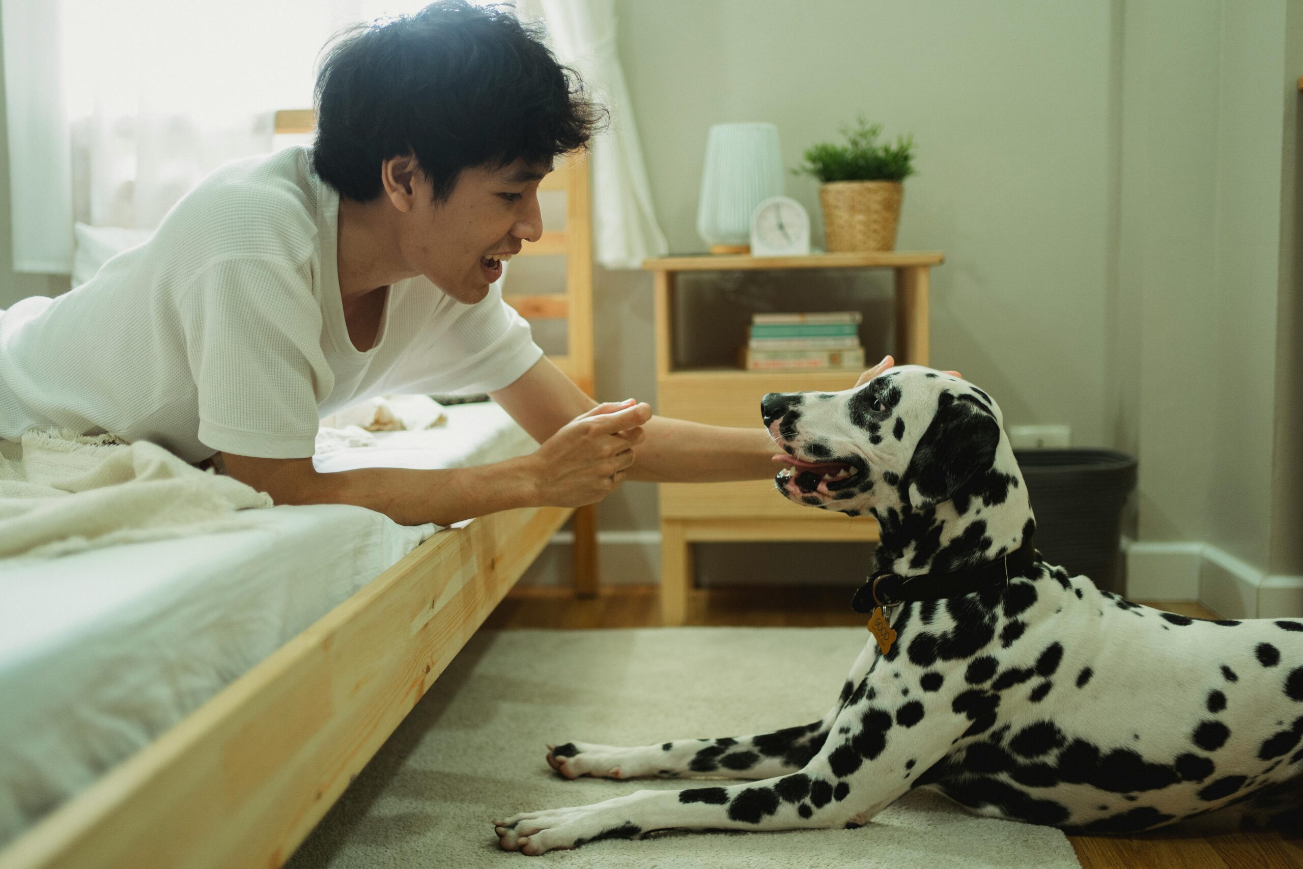 Cão e dono em interação — relação de confiança e vínculo entre humano e cachorro doméstico
