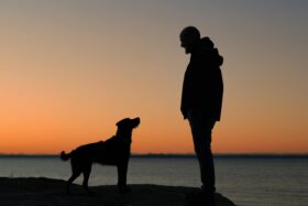O mito do cão alfa: o que a ciência realmente encontrou — e por que a distinção importa