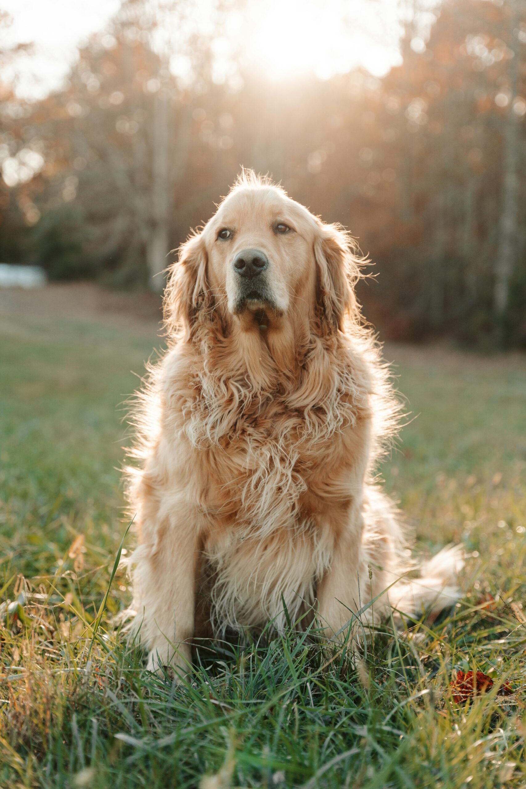 Golden Retriever sênior sentado ao sol — Dog Aging Project e longevidade canina