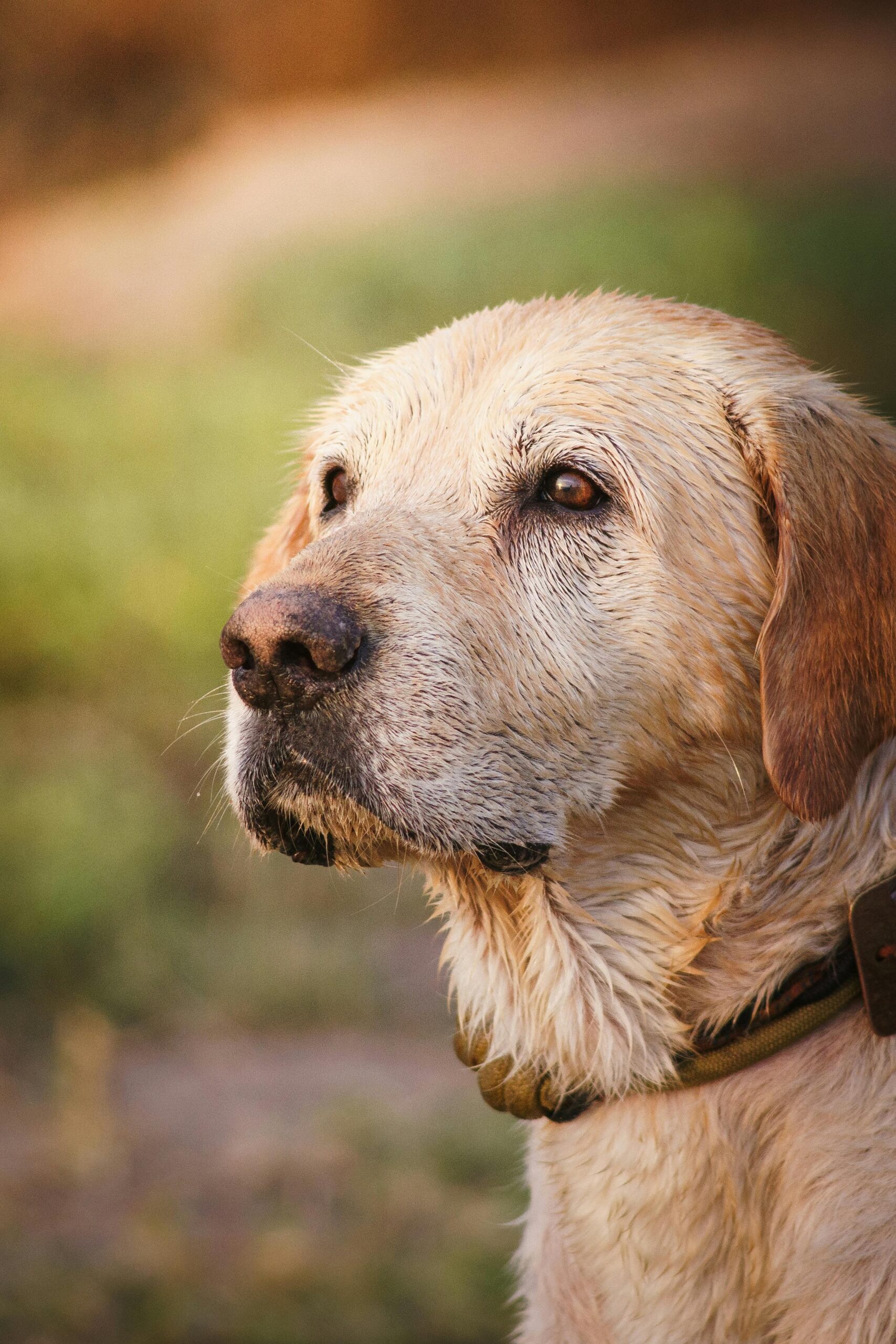 Labrador Retriever sênior — gene POMC e longevidade canina em raças de grande porte