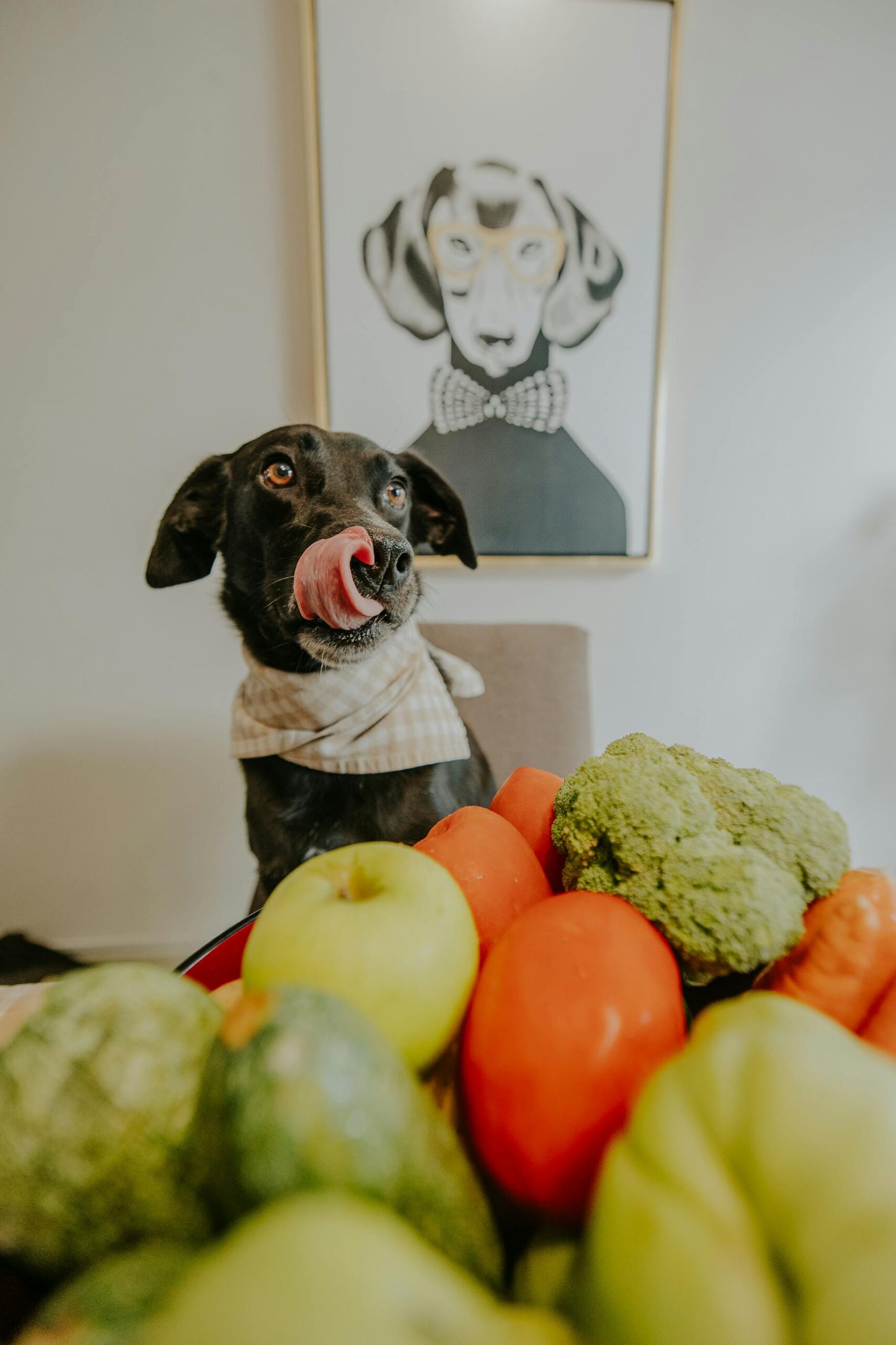 O que cães podem comer — cachorro diante de frutas e vegetais frescos