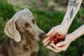 O que cães podem comer: frutas, vegetais e alimentos da mesa brasileira — guia completo