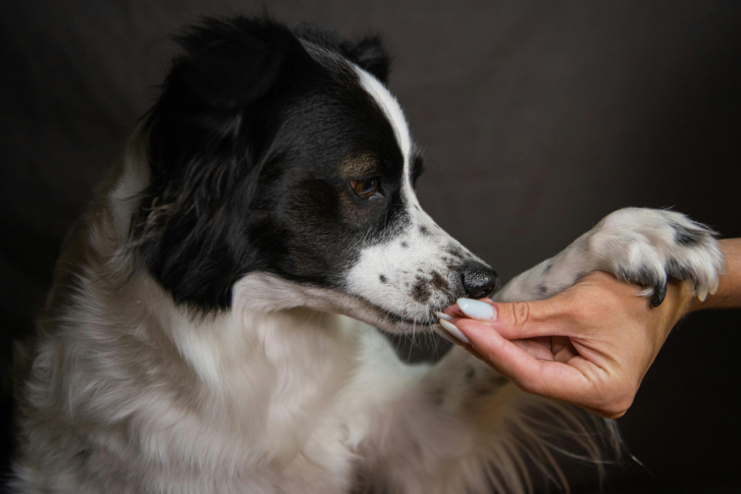 Ômega-3 para cães: dose, fonte e o que a ciência diz sobre os benefícios reais — e os limites