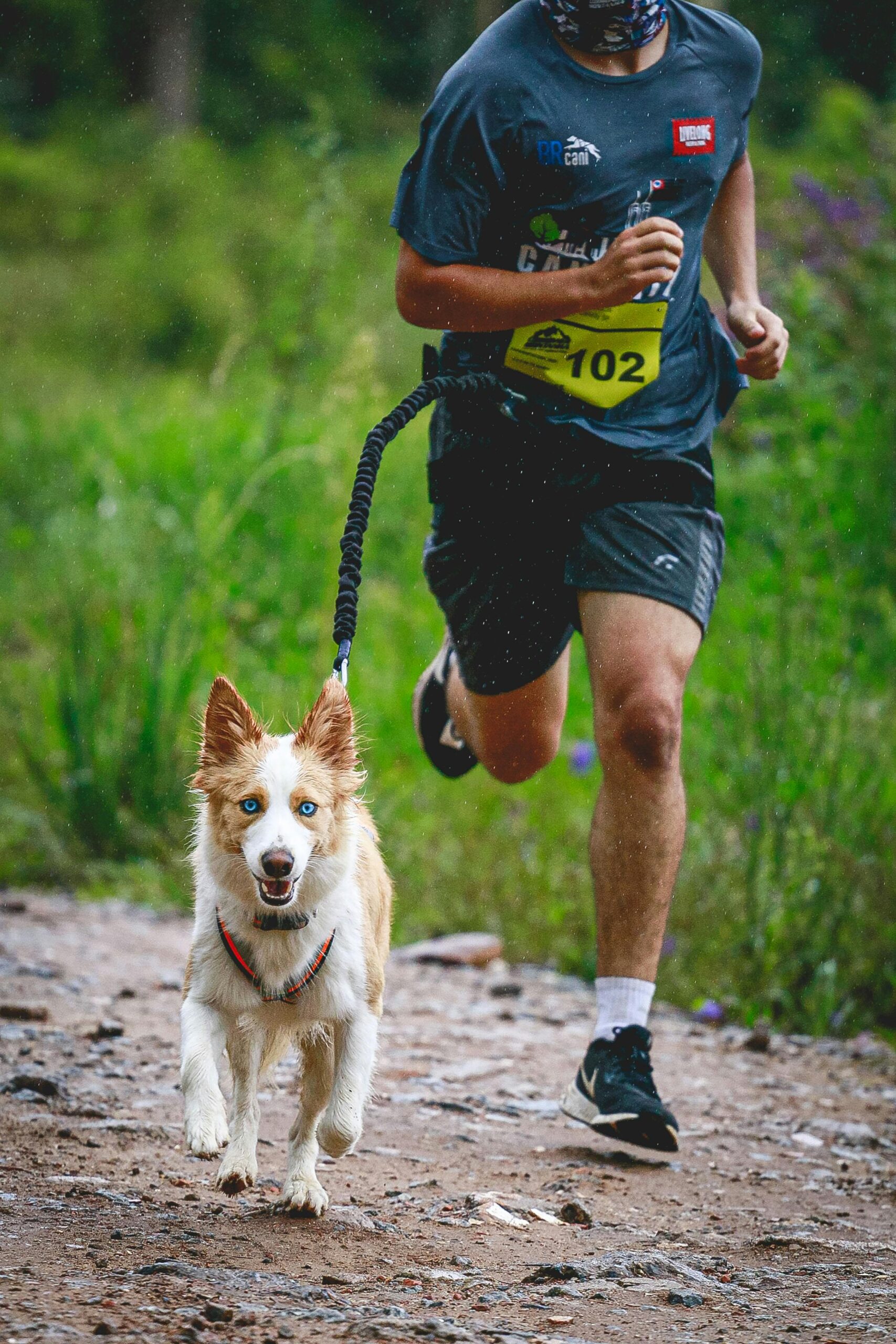 Canicross: guia elástica em espiral conectando corredor e cachorro em prova de trilha