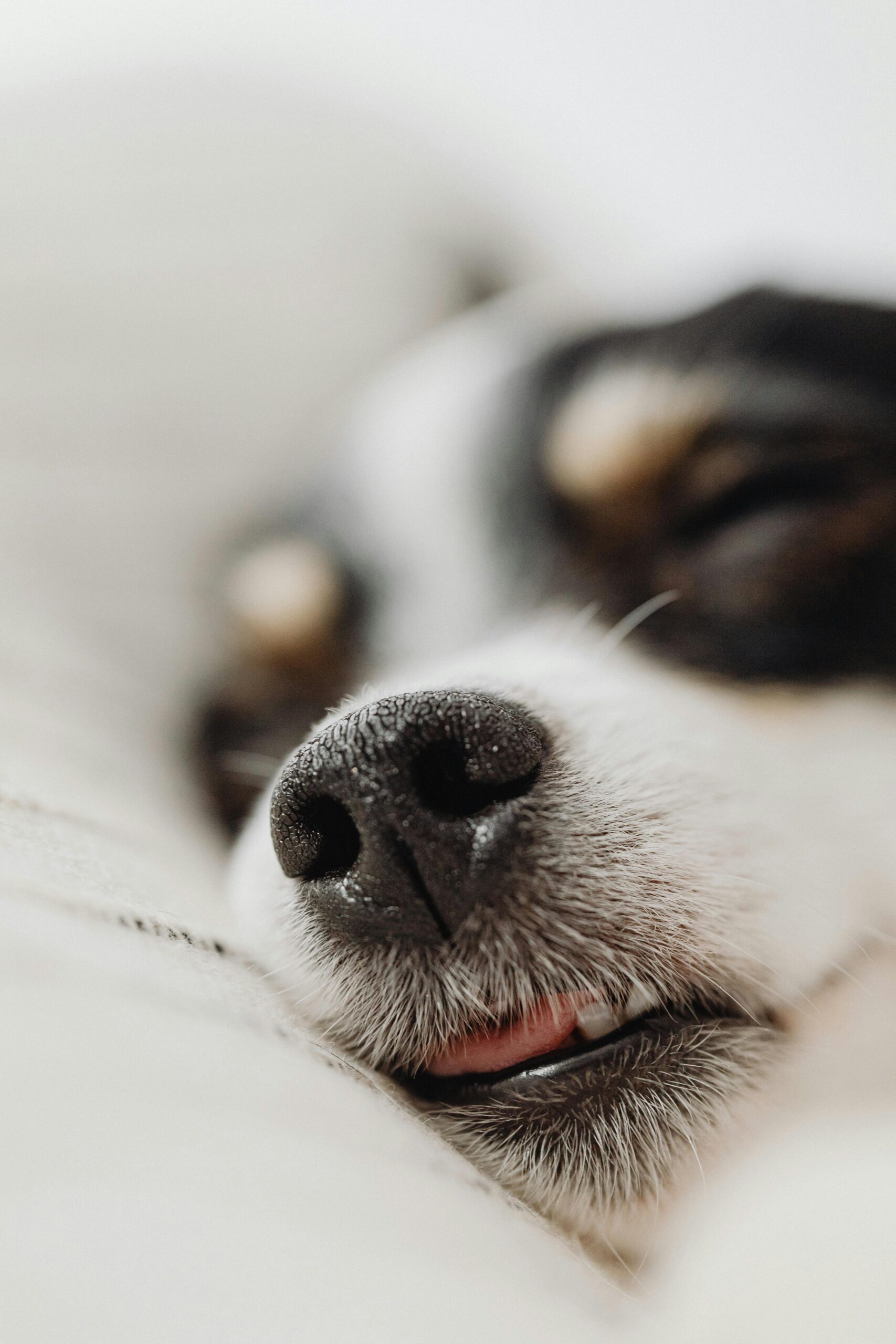 cachorro dormindo no sono REM — movimento e sons durante o sono canino são normais
