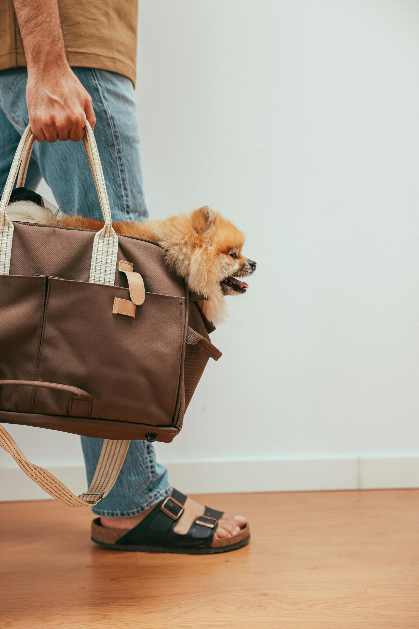 Cachorro Spitz dentro de bolsa de transporte flexível para viagem de avião