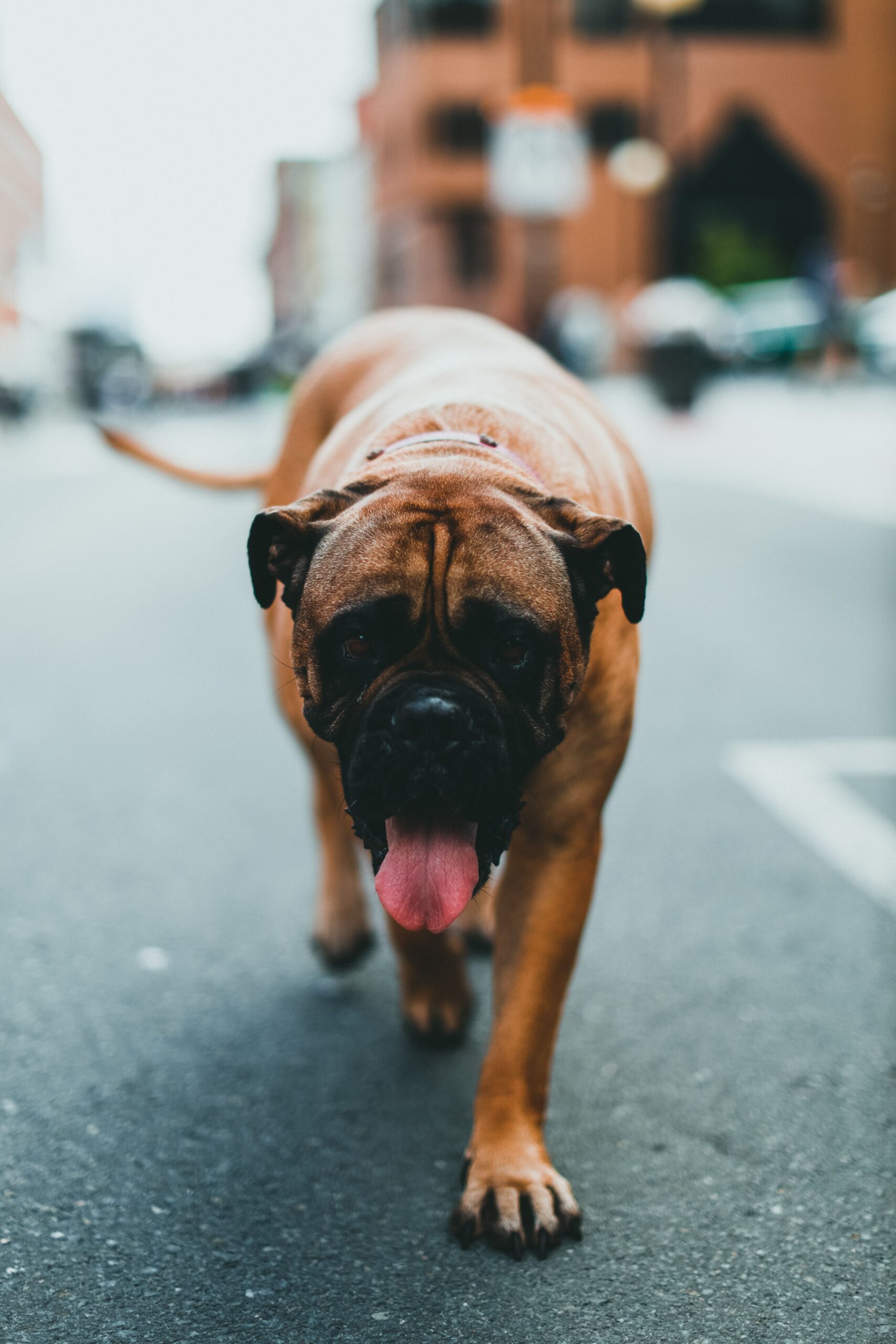 Boxer braquicéfalo com língua em colher no asfalto — raça de risco no passeio cachorro calor
