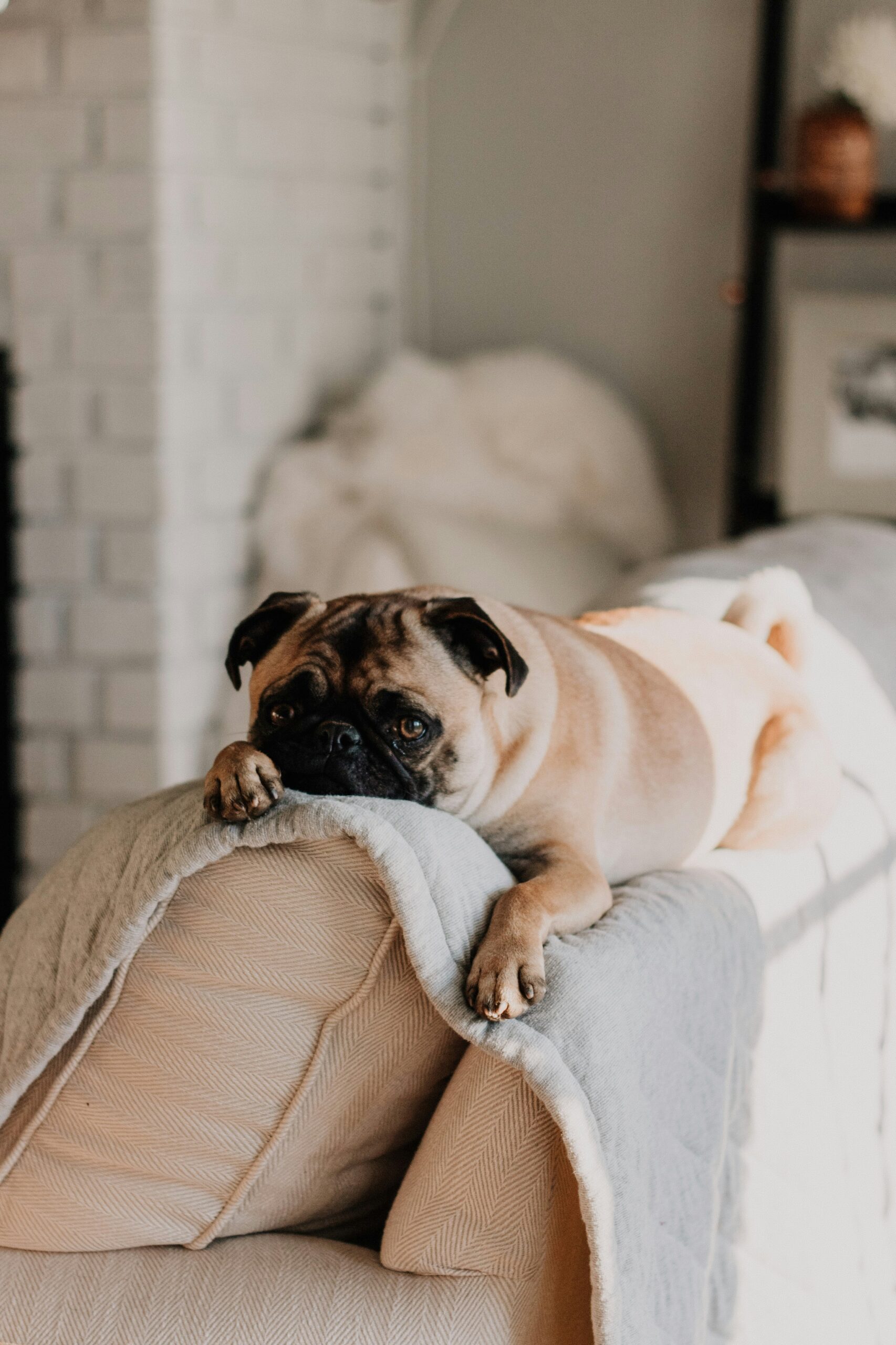 Burnout canino: como o excesso de estímulo e a fadiga de decisão esgotam mentalmente o cão de apartamento