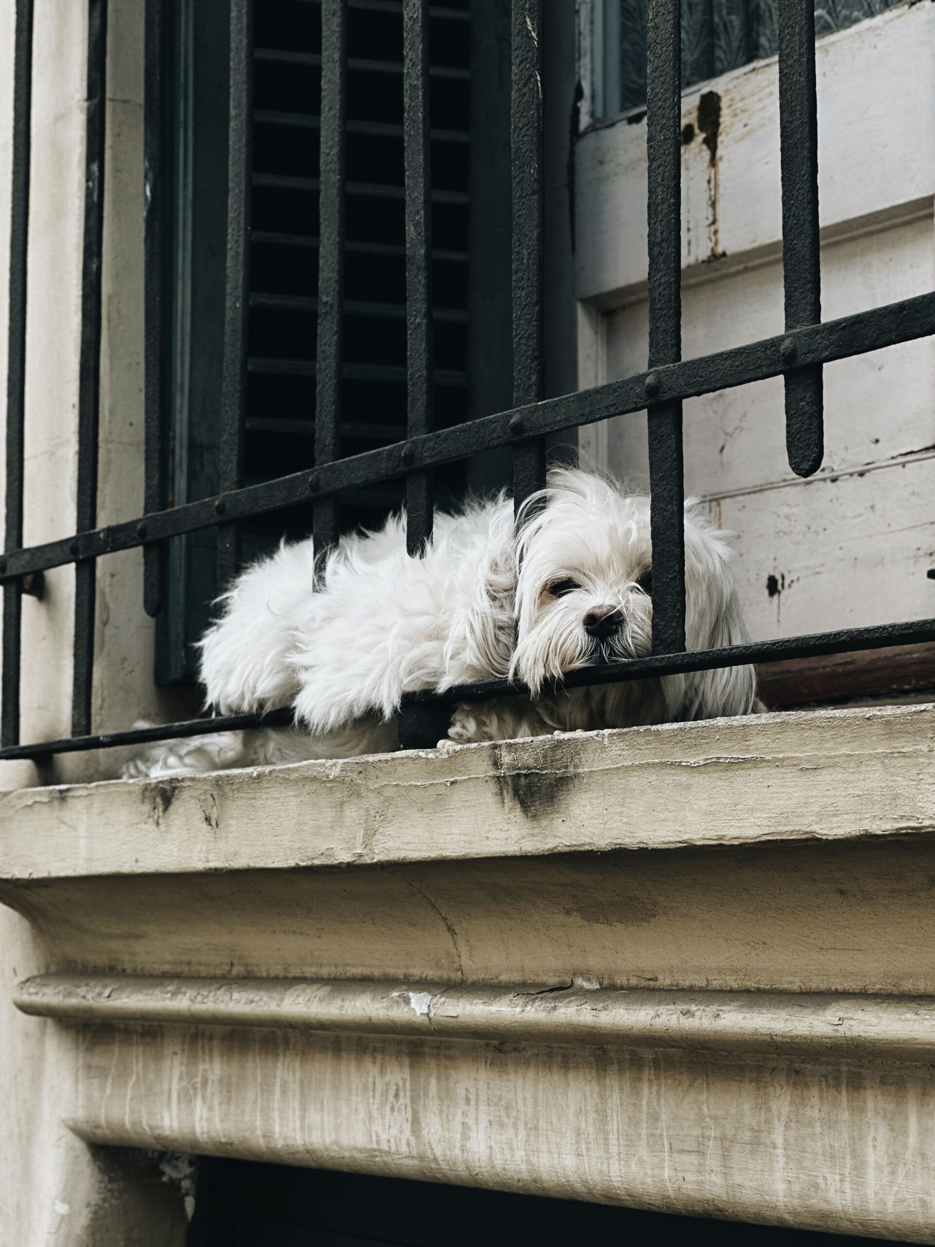 Burnout canino — cão monitorando atentamente o ambiente urbano da varanda, sinal de hipervigilância
