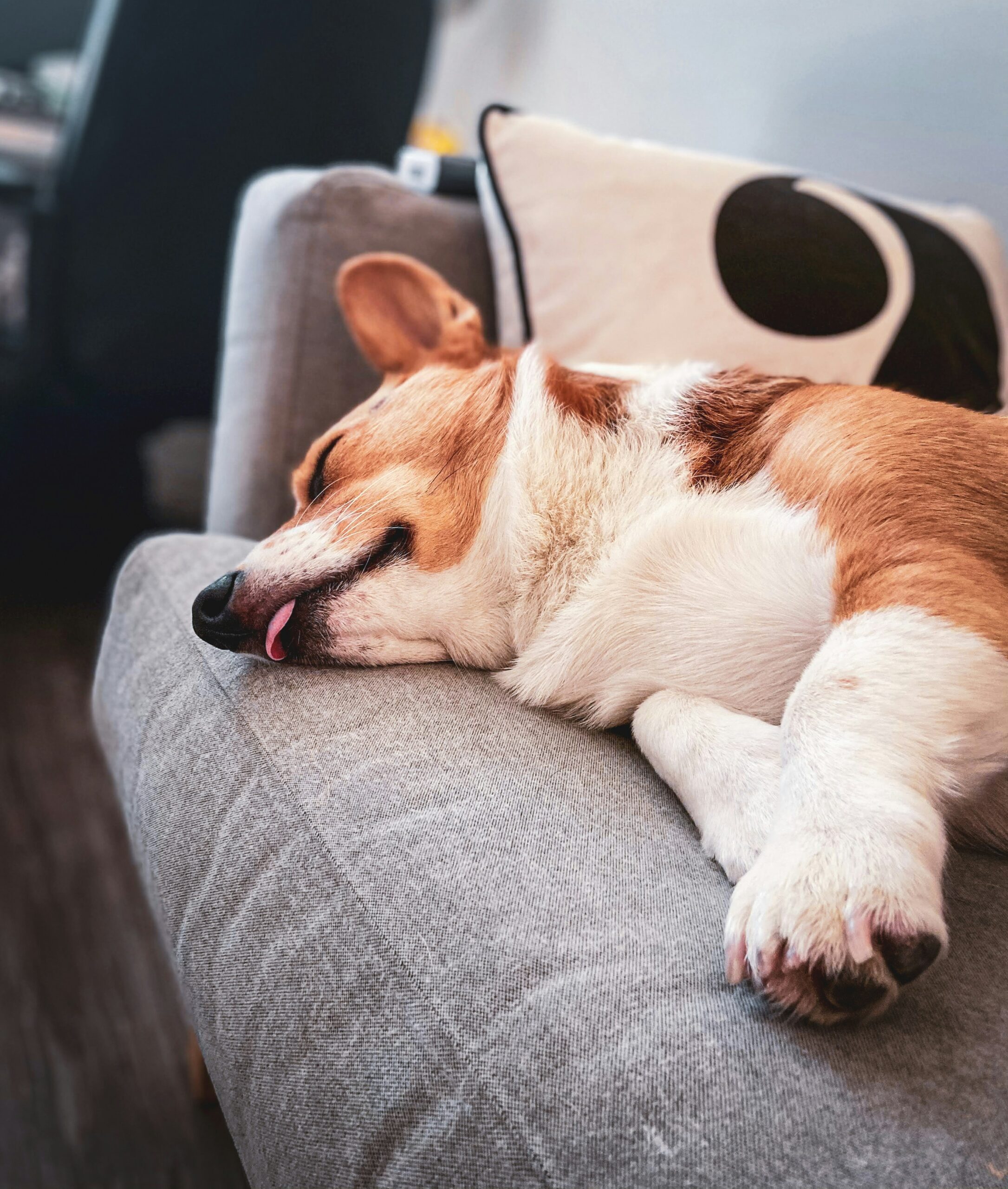 Burnout canino — cão descansando em ambiente de baixo estímulo, sinal de recuperação do acúmulo de estresse