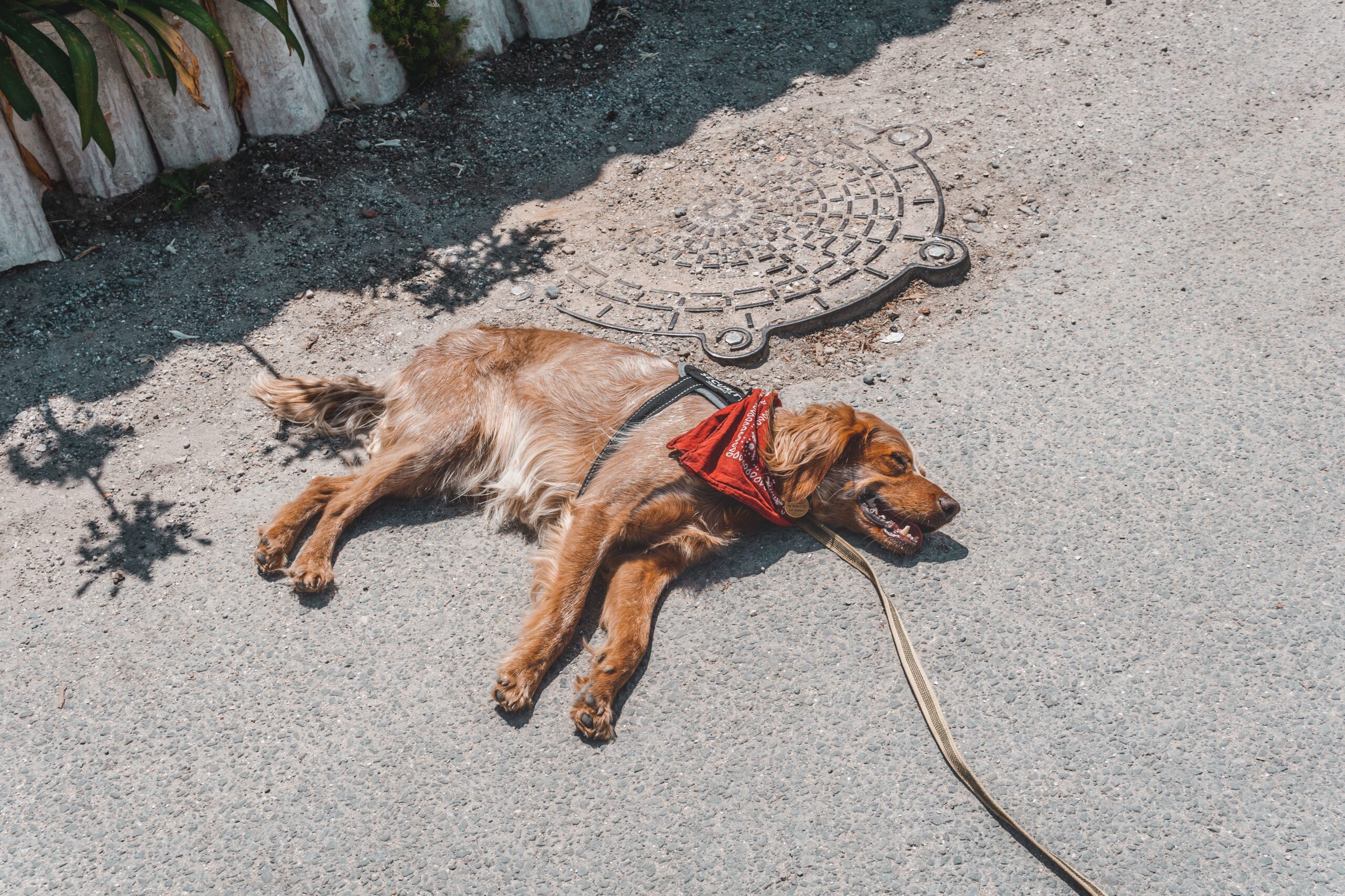Cachorro deitado no asfalto quente no calor — sinal de emergência no passeio cachorro calor