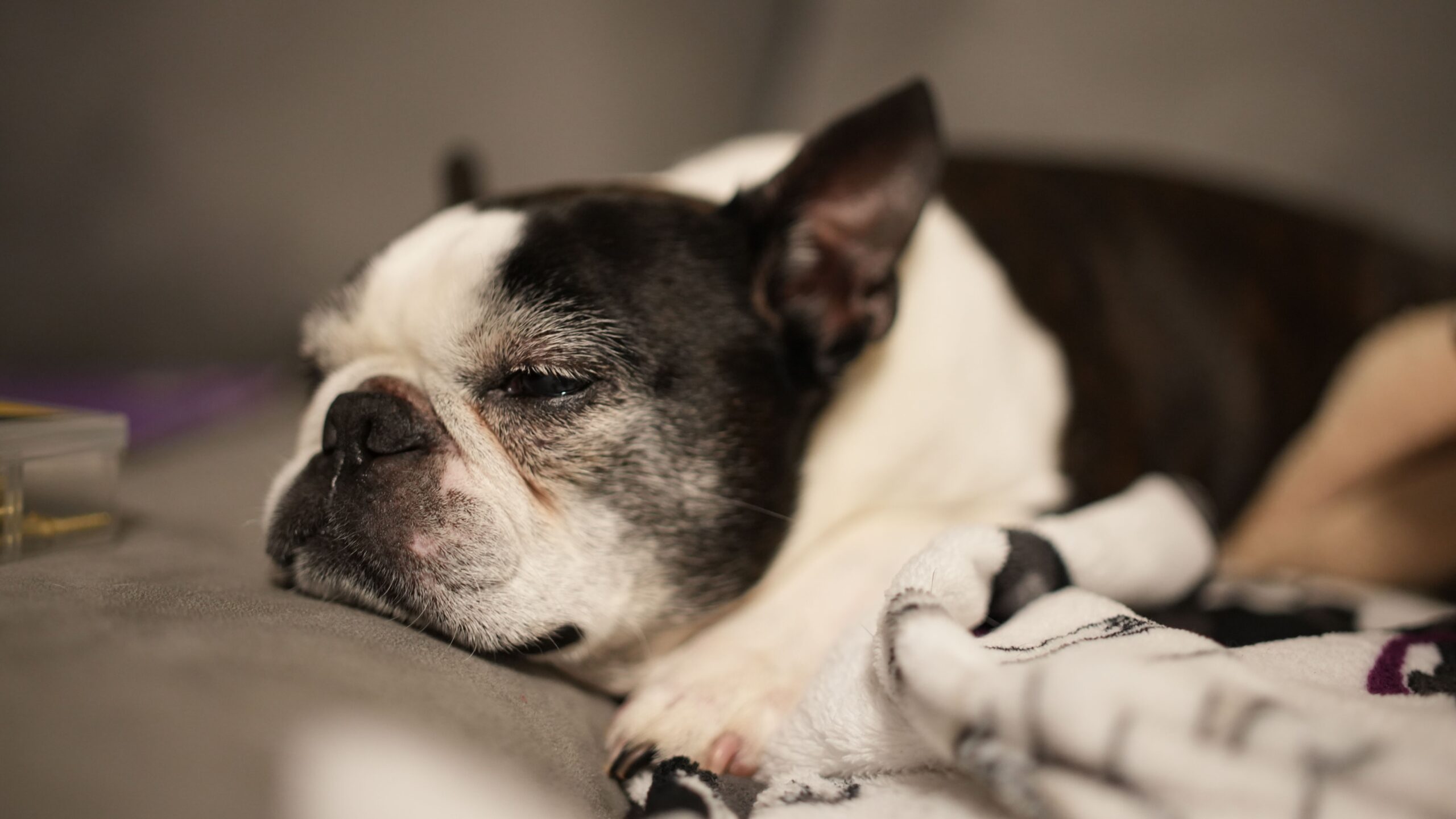 Boston Terrier idoso deitado com letargia — redução de atividade é um dos 10 sinais de alerta de câncer em cães