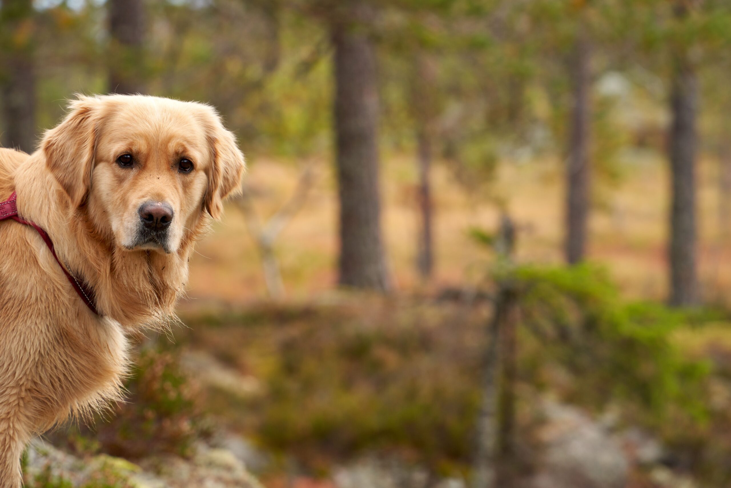 Golden Retriever adulto em floresta — raça com maior predisposição documentada a linfoma e hemangiosarcoma