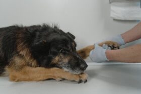 Câncer em cães: 1 em cada 4 vai desenvolver a doença — e a ciência nunca esteve tão perto de mudar esse número