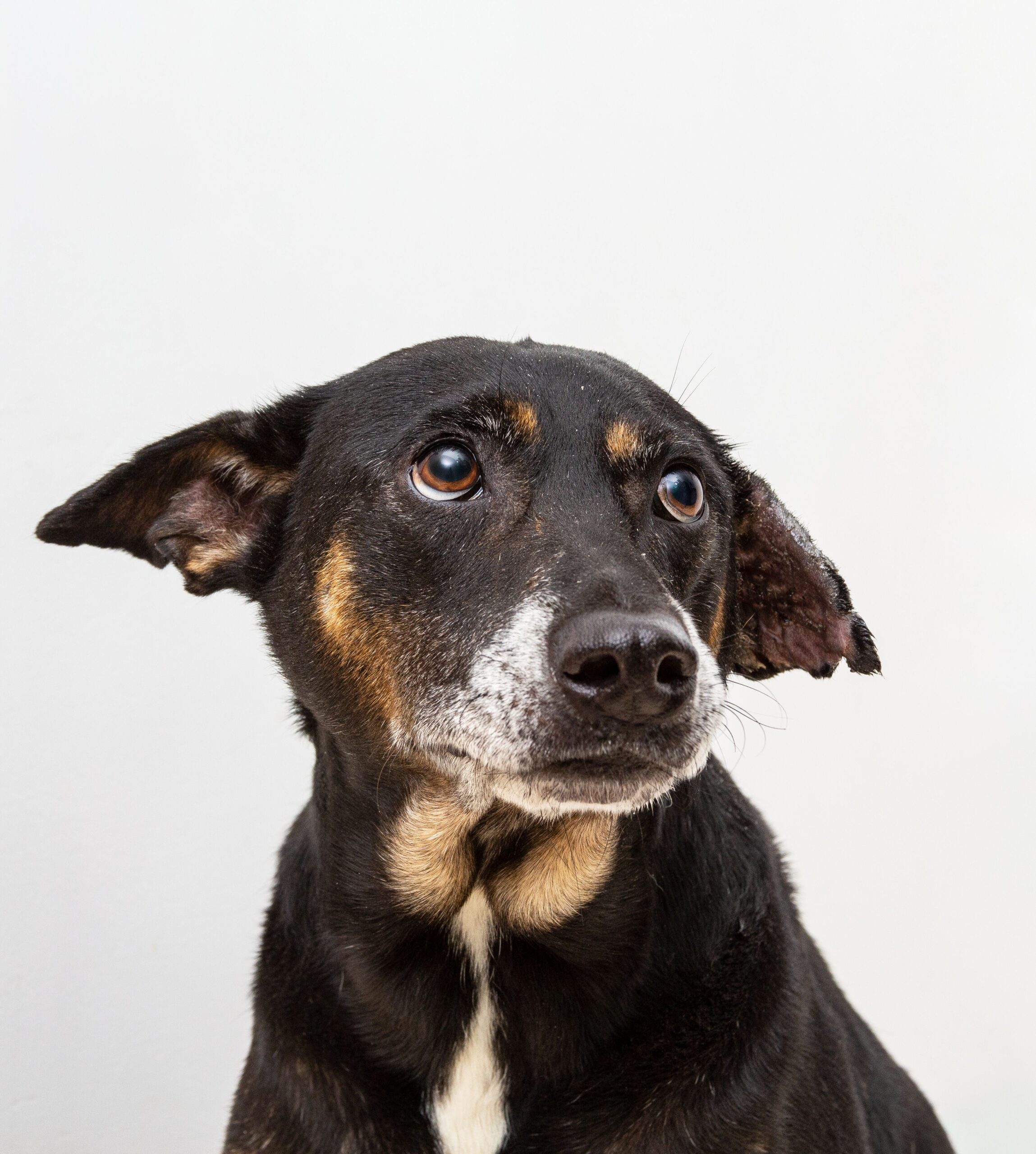 Cara de culpa cachorro — cão em estado de ansiedade antecipatória após punição imprevisível
