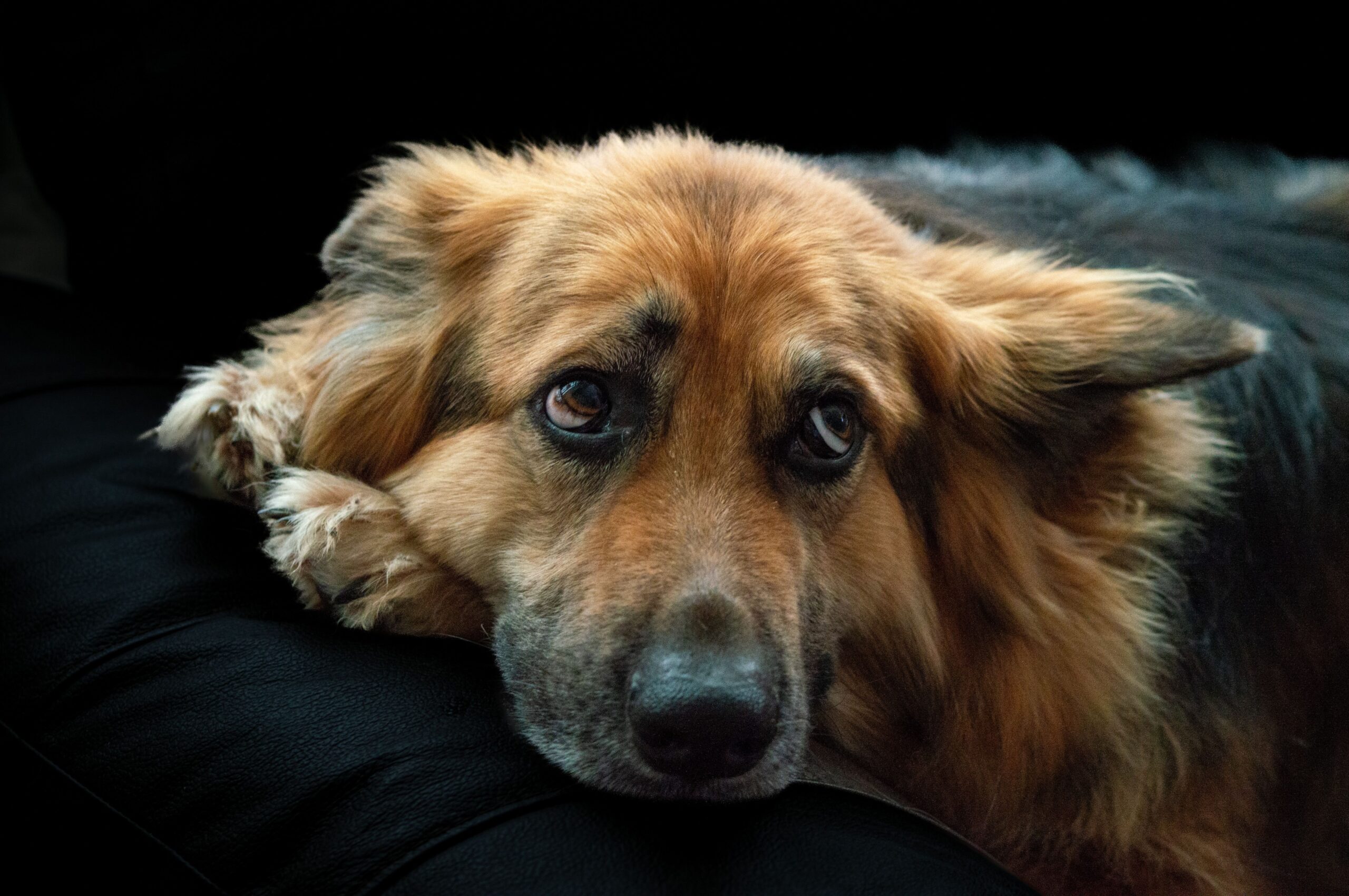 Cara de culpa cachorro — dono chegando em casa, cão em postura de apaziguamento