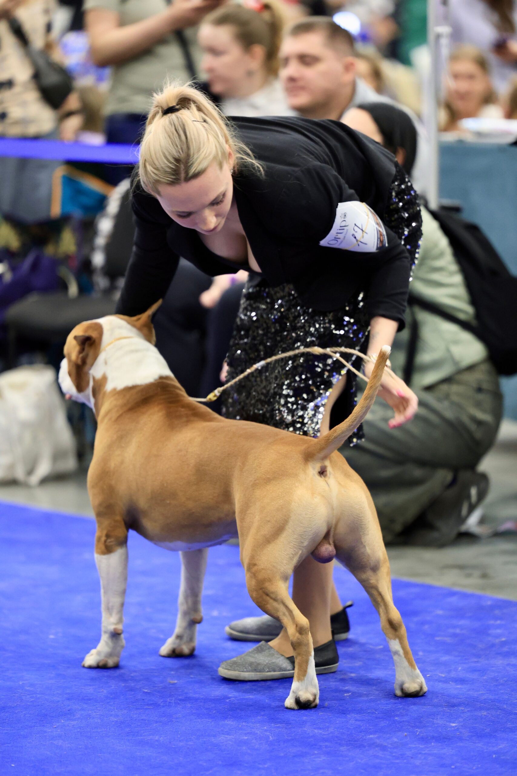 exposição canina o que avalia — handler posicionando cão no anel durante julgamento