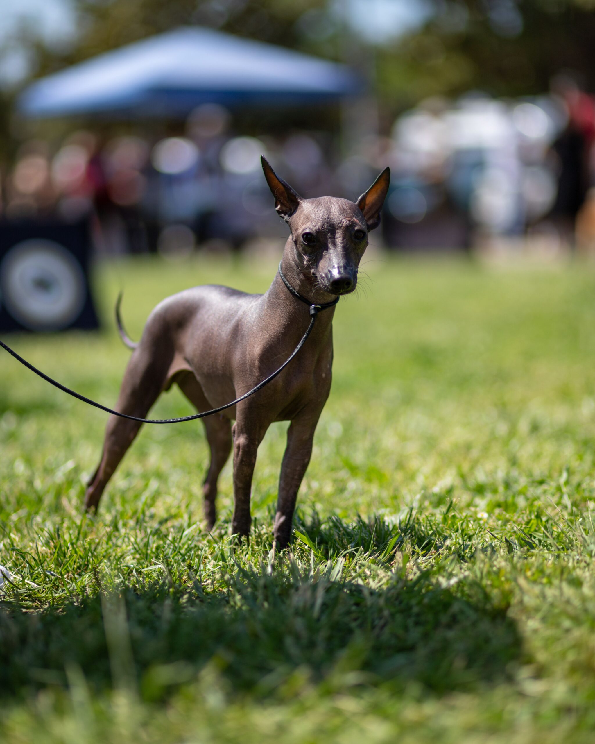 cão de raça em exposição canina com postura de atenção — diversidade de raças no sistema FCI