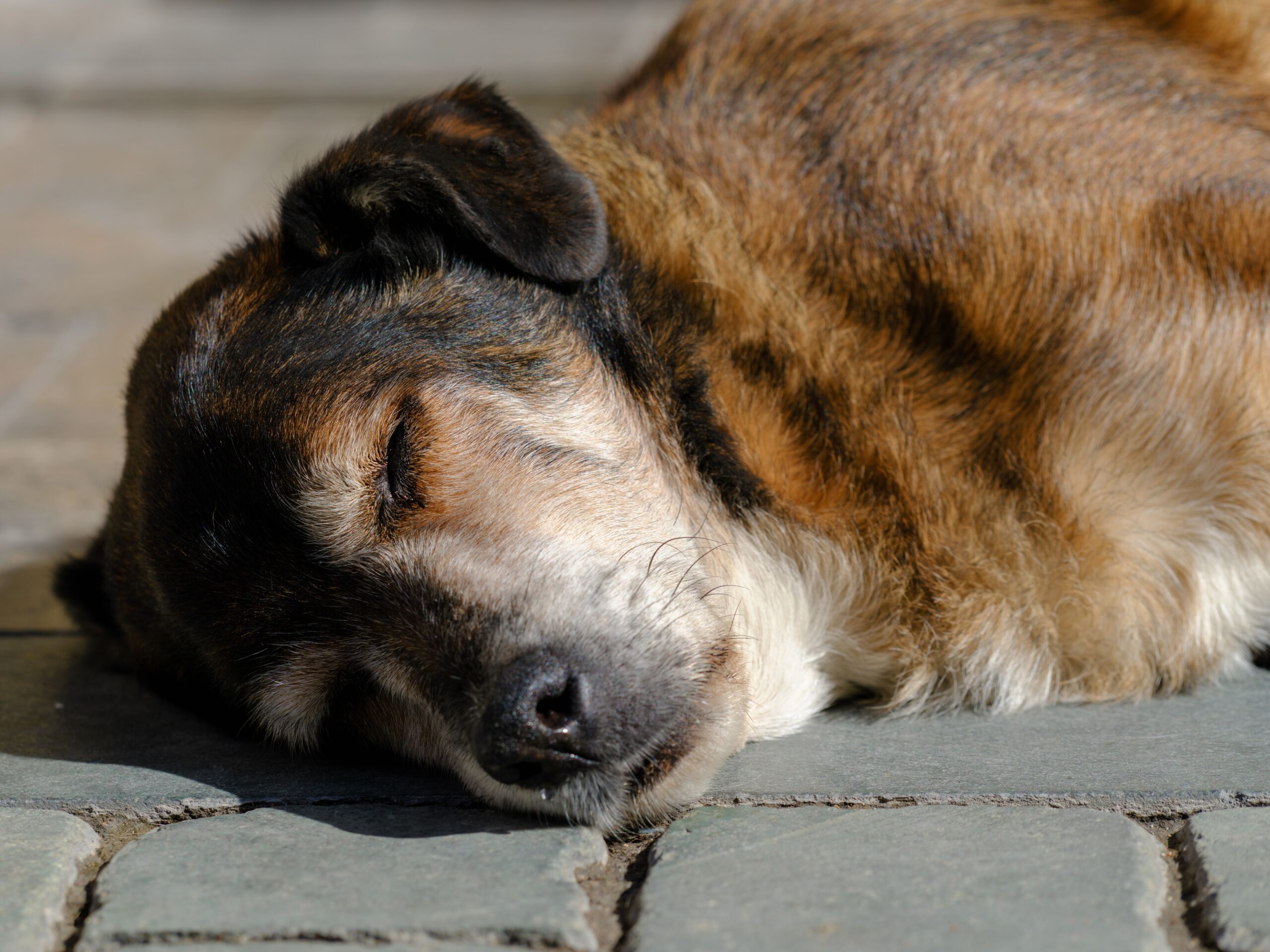 Do Filhote ao Cão Sênior: o Guia Completo do Ciclo de Vida