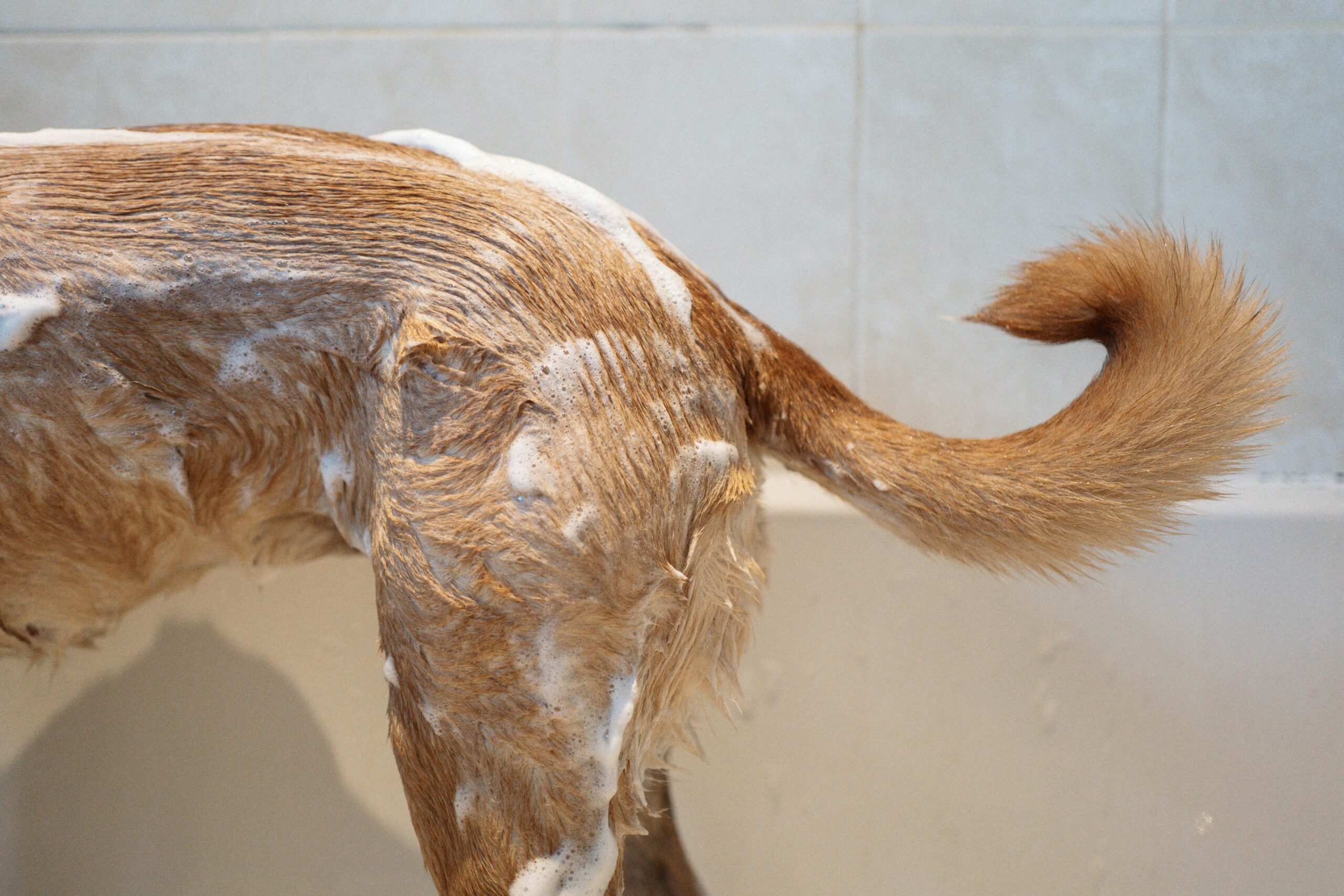 Prevenção de Pulgas e Carrapatos em Cães: o Guia Completo