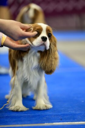 Américas e Caribe 2026: o maior evento canino das Américas acontece no RioCentro — e é aberto ao público