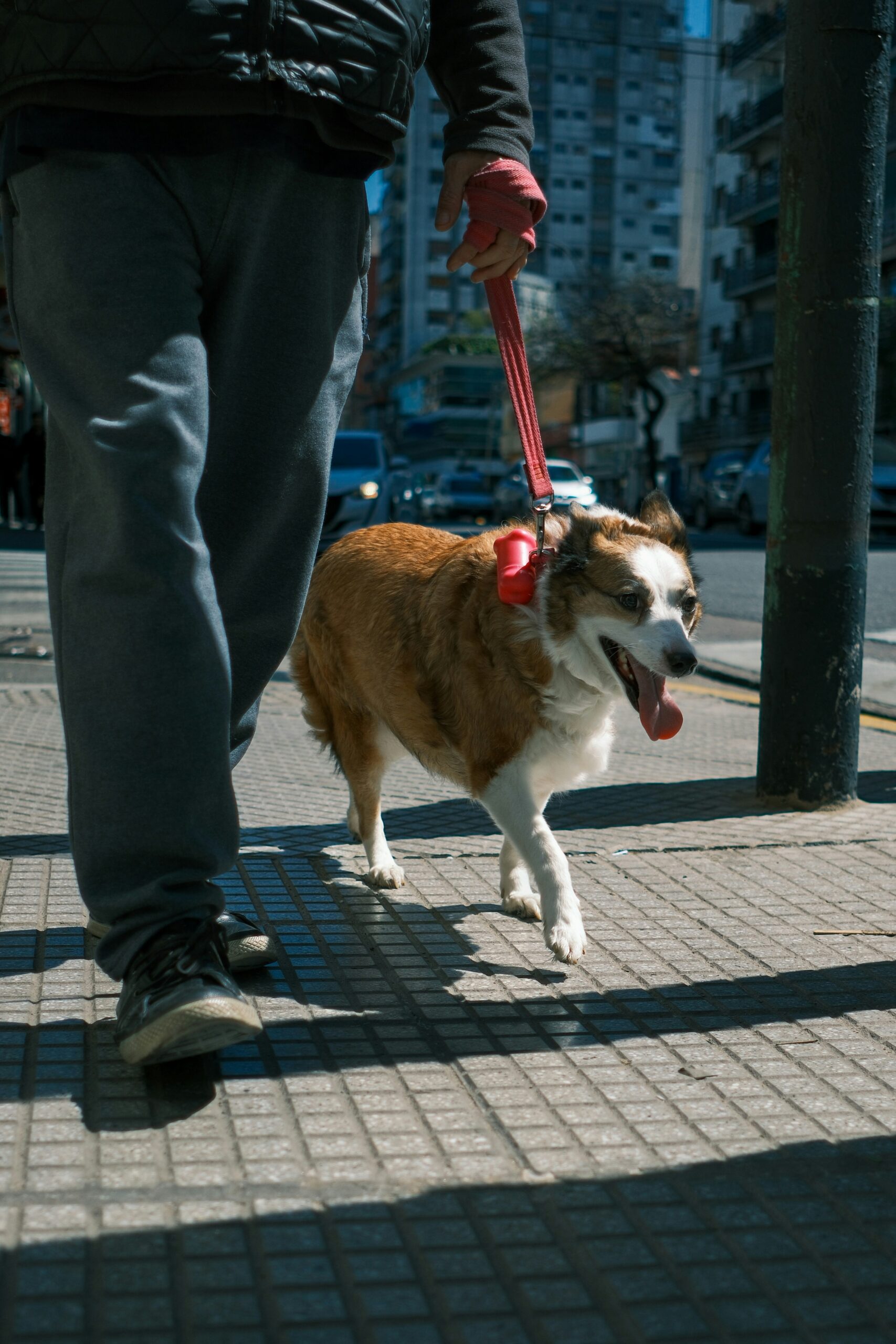 Cachorro Border Collie na coleira vermelha caminhando em calçada urbana ao lado do dono