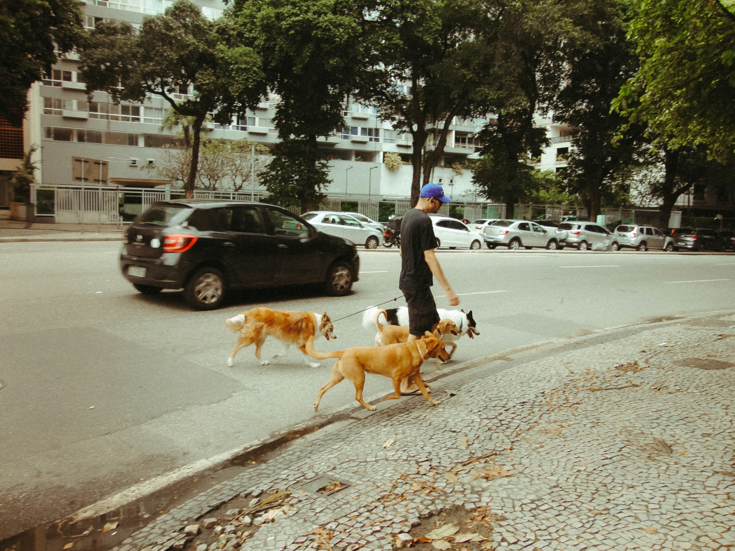 Responsabilidade civil do dono de cachorro: o que o artigo 936 do Código Civil diz – e como se proteger
