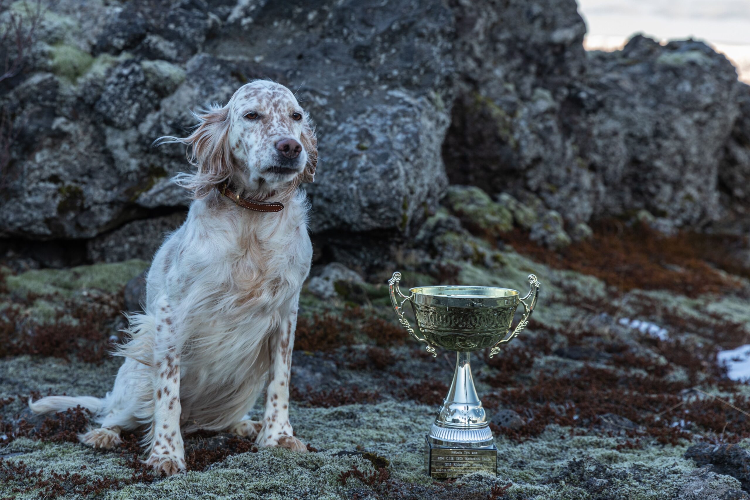 cão de raça campeão ao lado de troféu de exposição canina — título internacional FCI