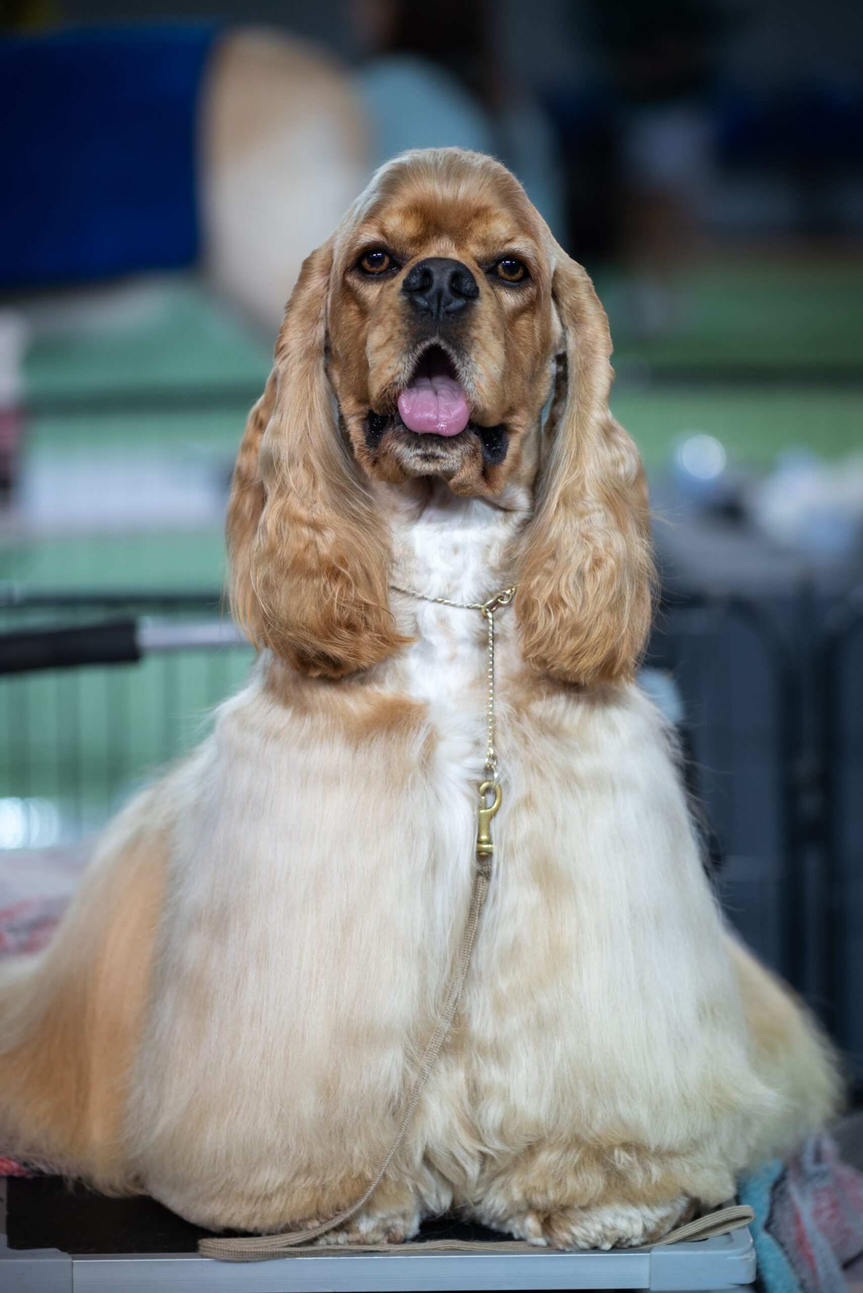 cão de raça preparado para exposição canina — nível de exemplares da Exposição Américas e Caribe 2026