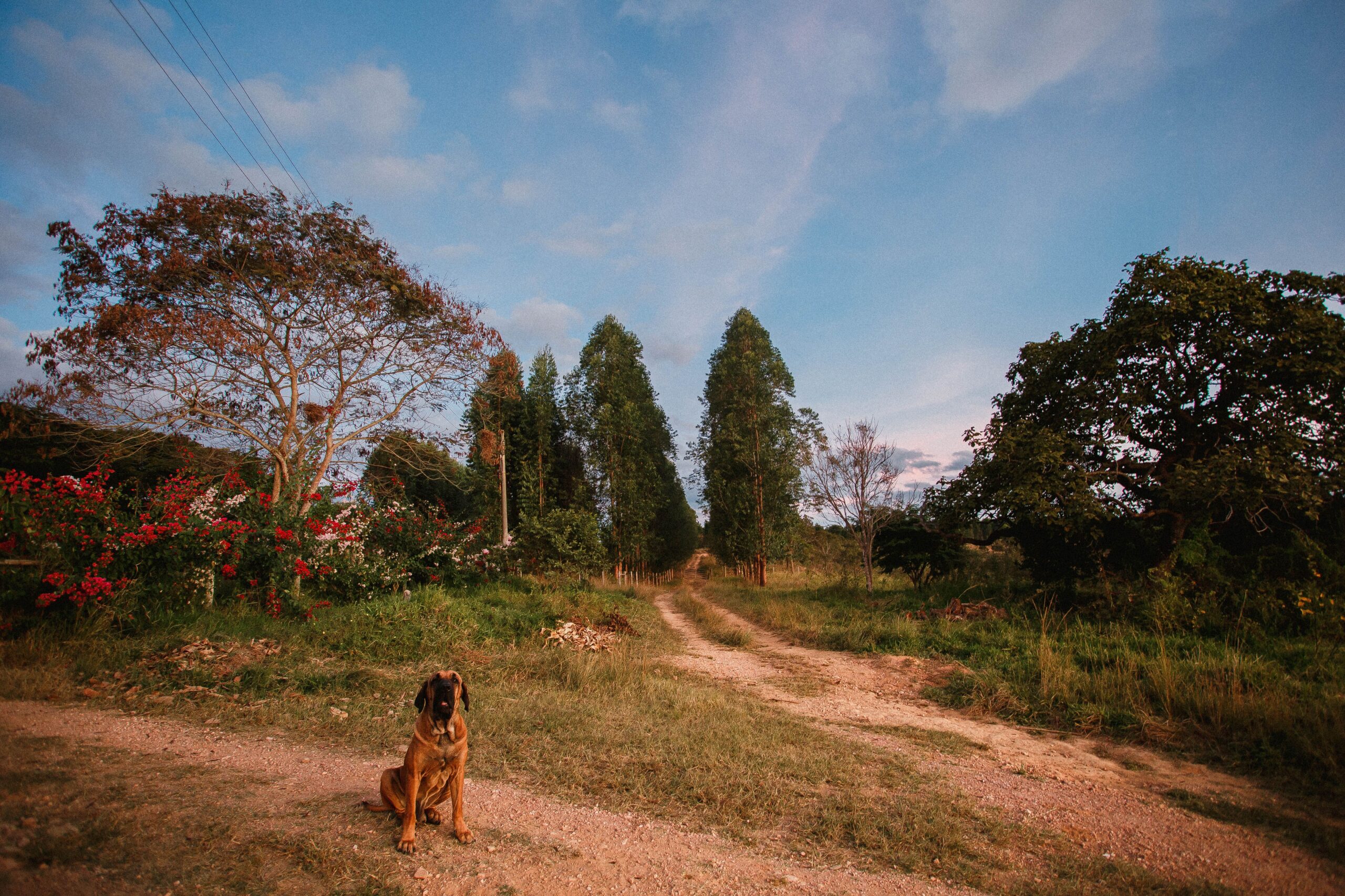 Fila Brasileiro sentado em estrada de terra de propriedade rural com árvores ao fundo — raça de guarda no ambiente onde foi formada