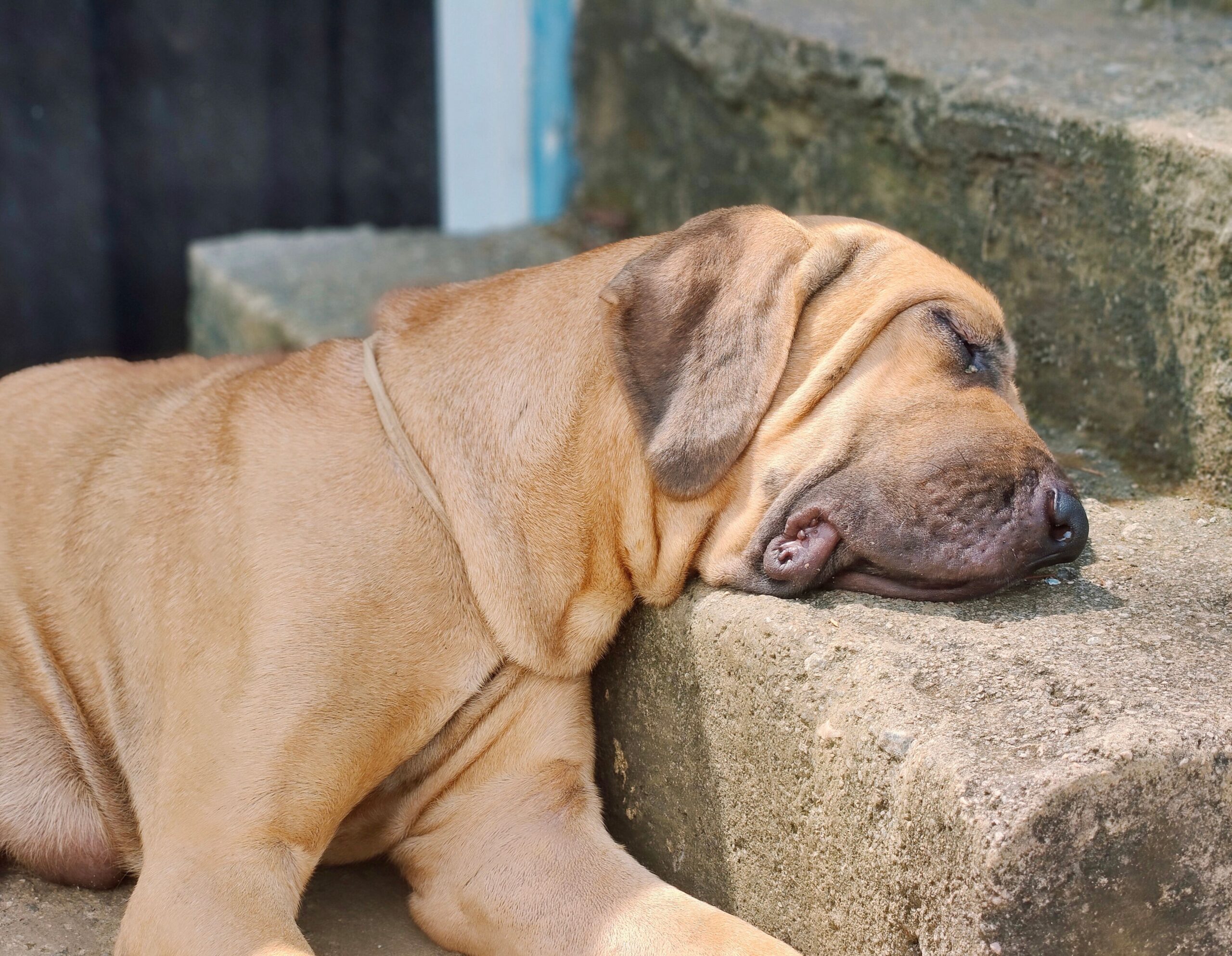 Fila Brasileiro em repouso com cabeça apoiada em degrau — pele solta característica no pescoço e expressão calma e nobre descrita no padrão FCI